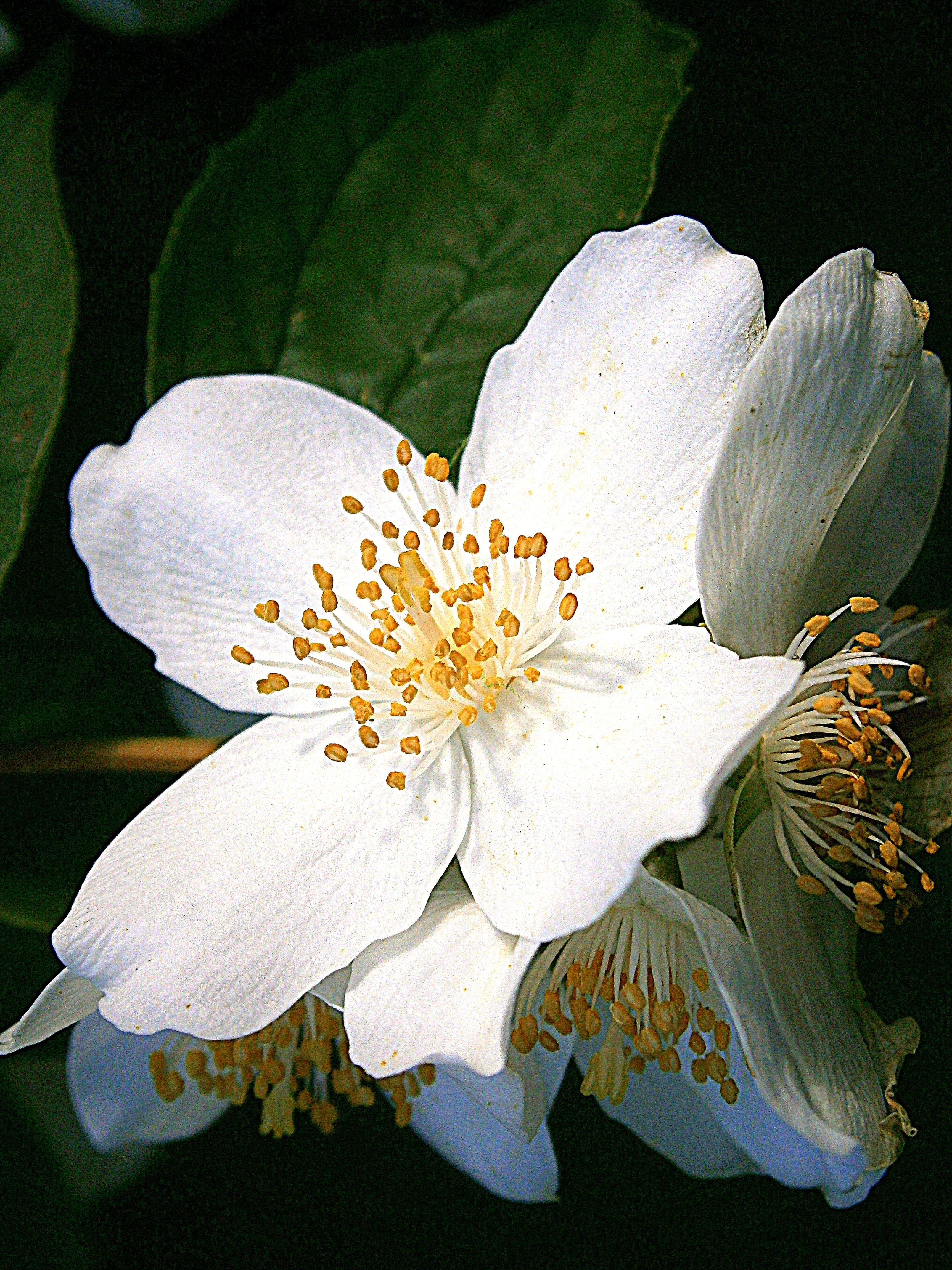 freshness, nectar, bauer jasmin, flora, flower, plant, philadelphus coronary, inflorescence, pale whistle shrub, european whistle shrub, no people, macro, Phone HD Wallpaper