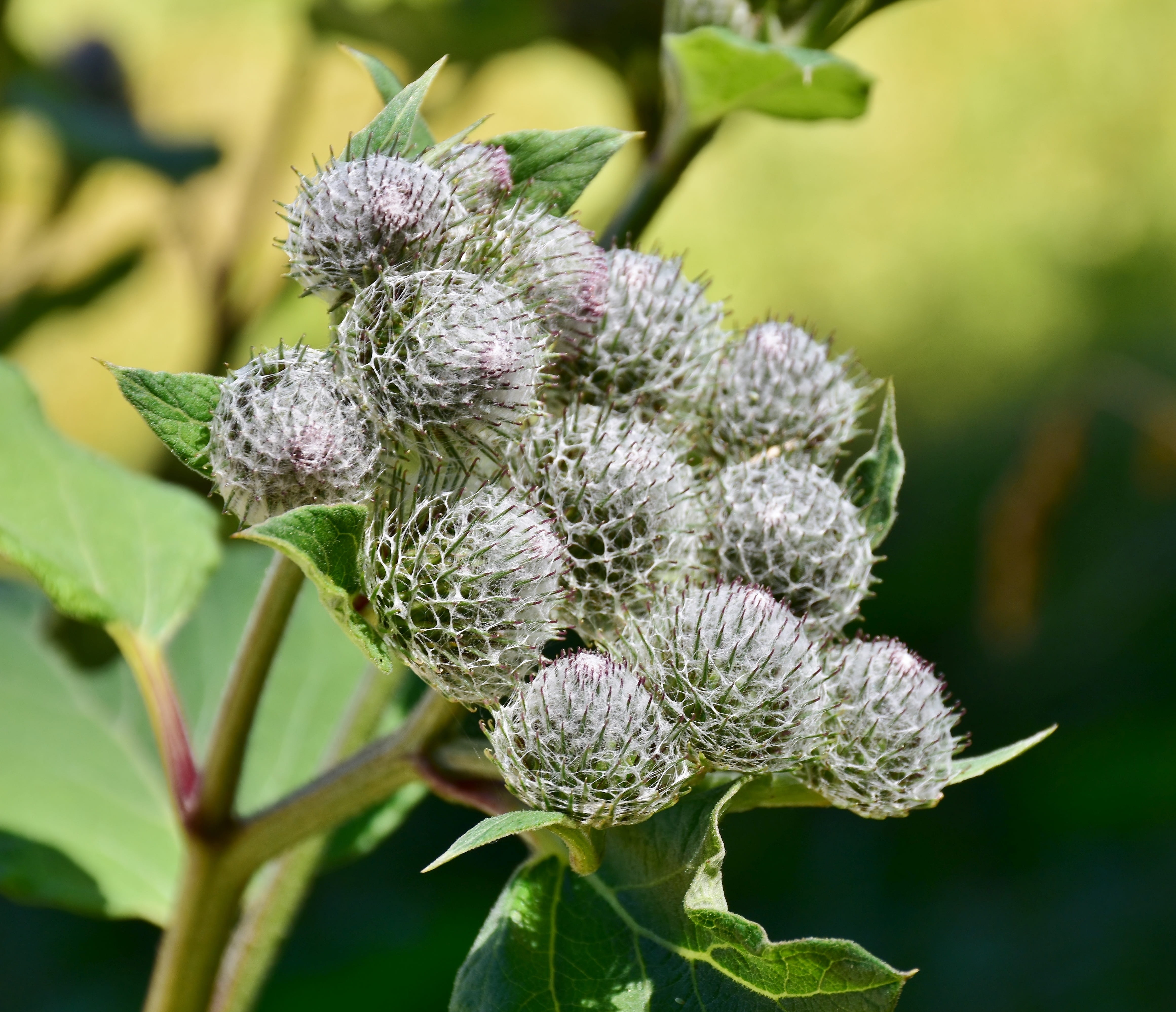 inflorescence, wild flower, flower, close up, no people, day, close-up, vulnerability, bloom, sepal, fragility, cirsium arvense, prickly, thistle, plant part, HD Wallpaper