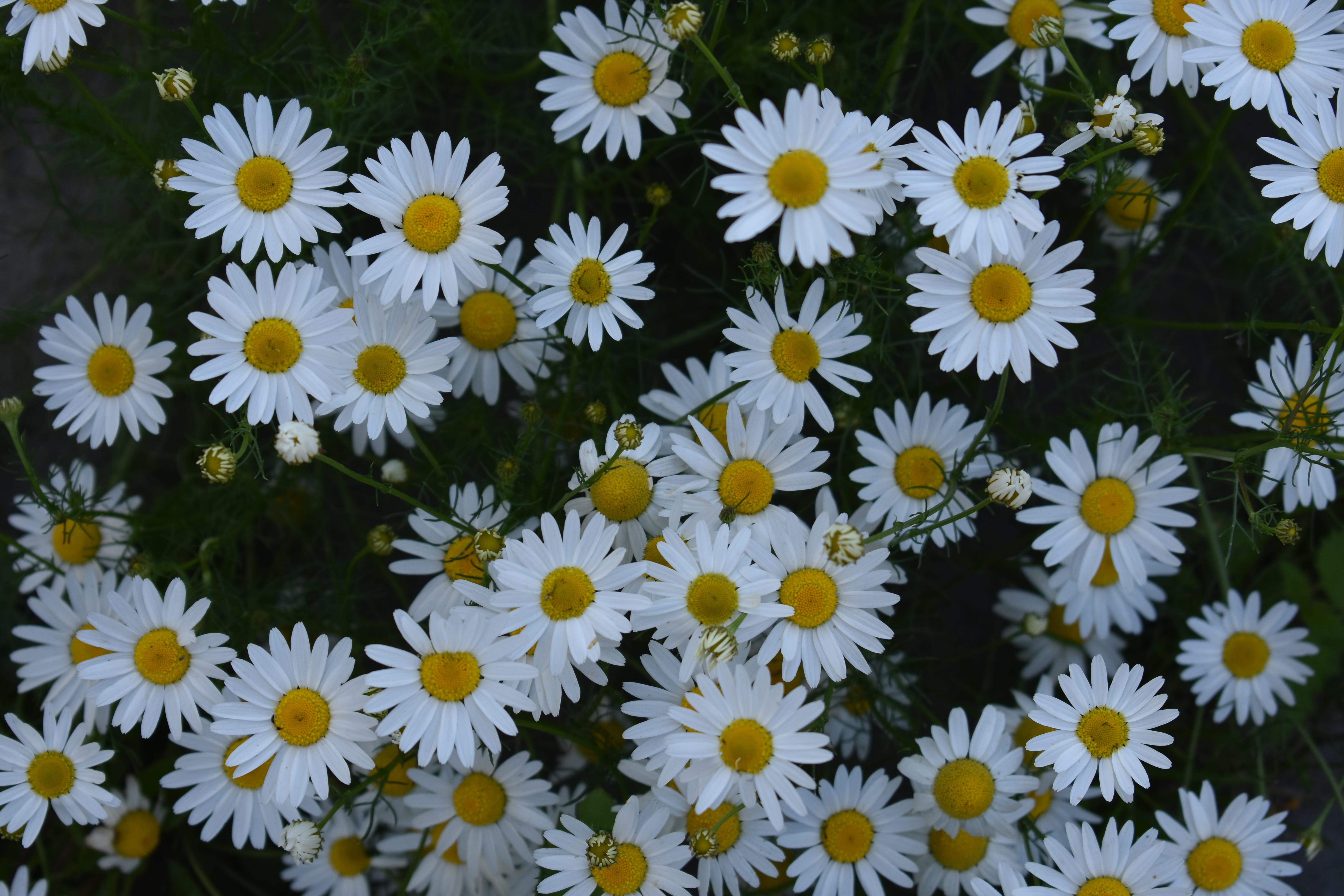 inflorescence, flowerbed, flowering plant, no people, health, daisy, freshness, full frame, drug, flower, vulnerability, plant, tea, herbal medicine, flower head, HD Wallpaper