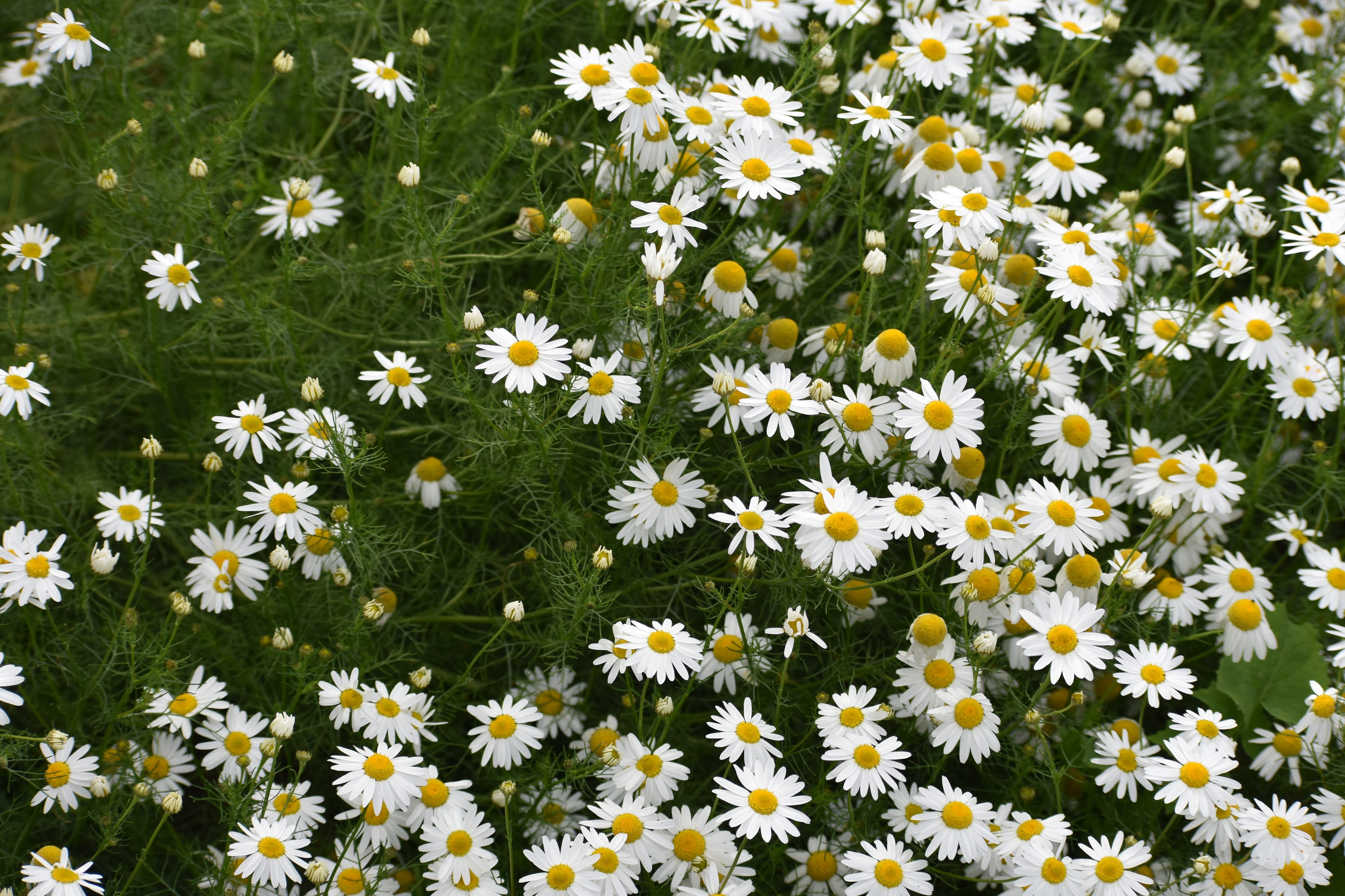 daisy, land, high angle view, freshness, summer, natural, yellow, outdoors, treatment, tea, flowers, no people, inflorescence, botanica, white color, flowerbed, HD Wallpaper