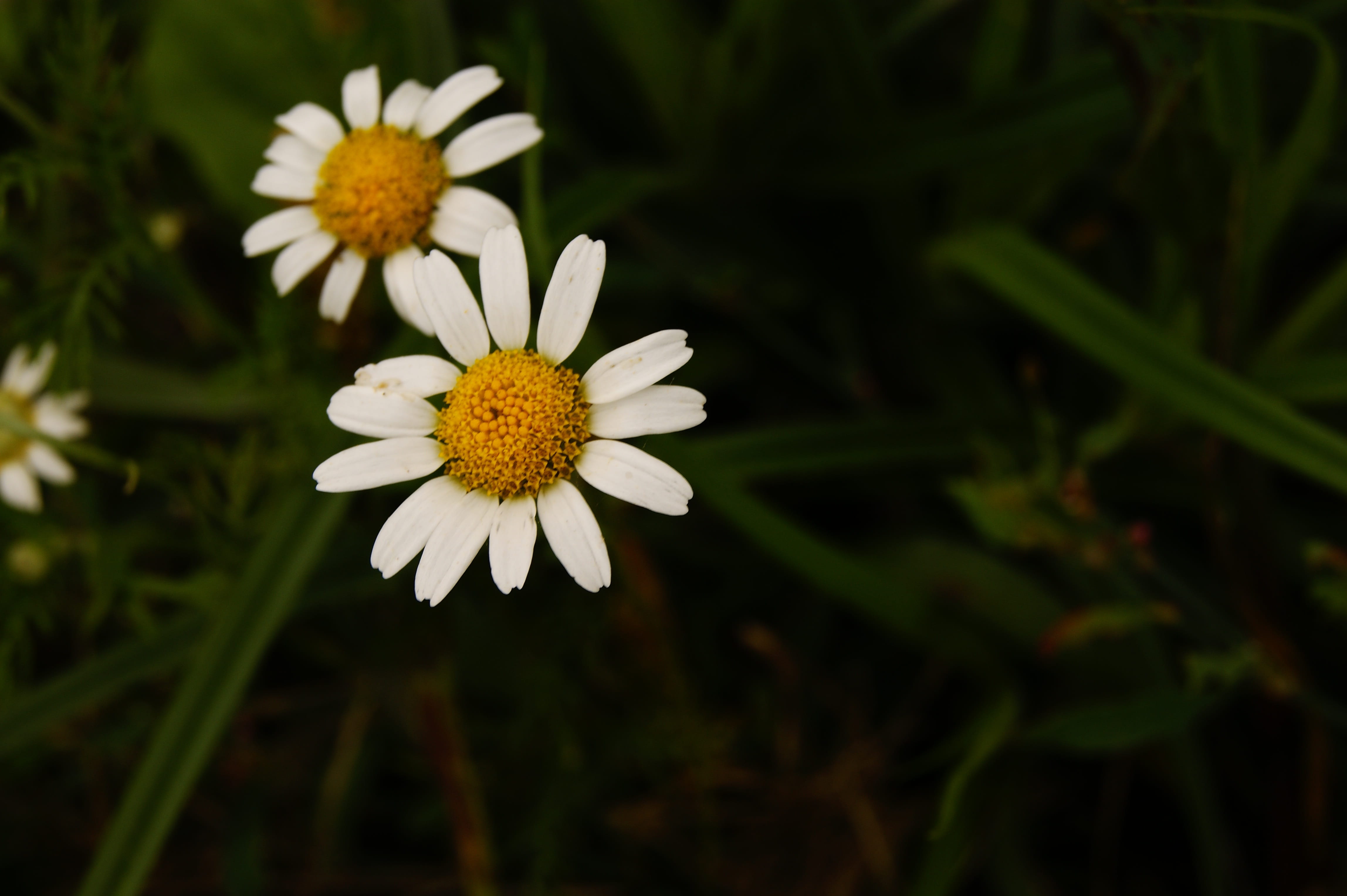 inflorescence, growth, white color, focus on foreground, flowers, white, closeup, therapeutics, flower, summer, herbs, flowering plant, chamomile, petal, HD Wallpaper