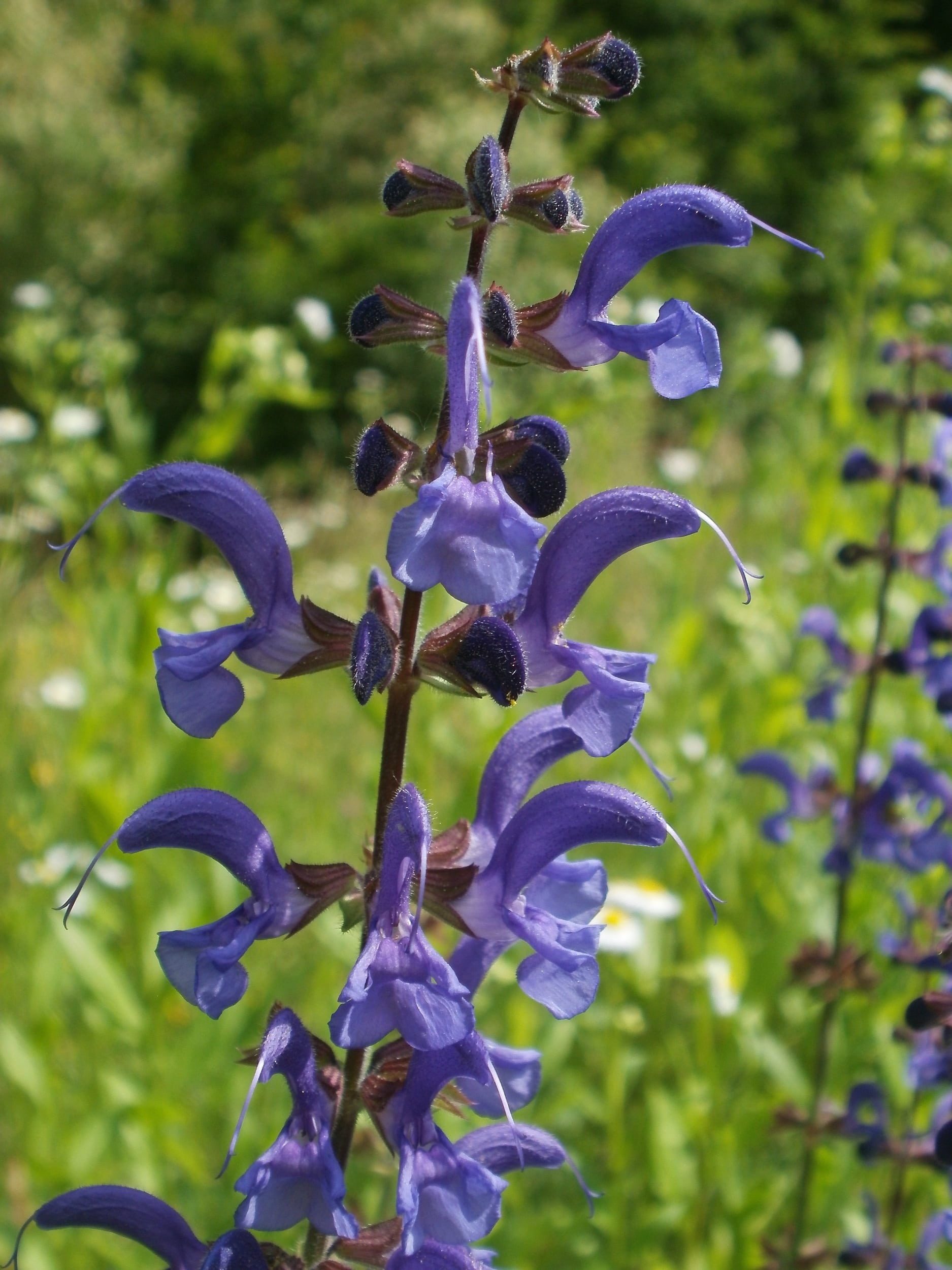 purity, nature, plant stem, macro, flower head, day, growth, iris - plant, petal, salvia pratensis, beauty in nature, meadow clary, focus on foreground, Phone HD Wallpaper