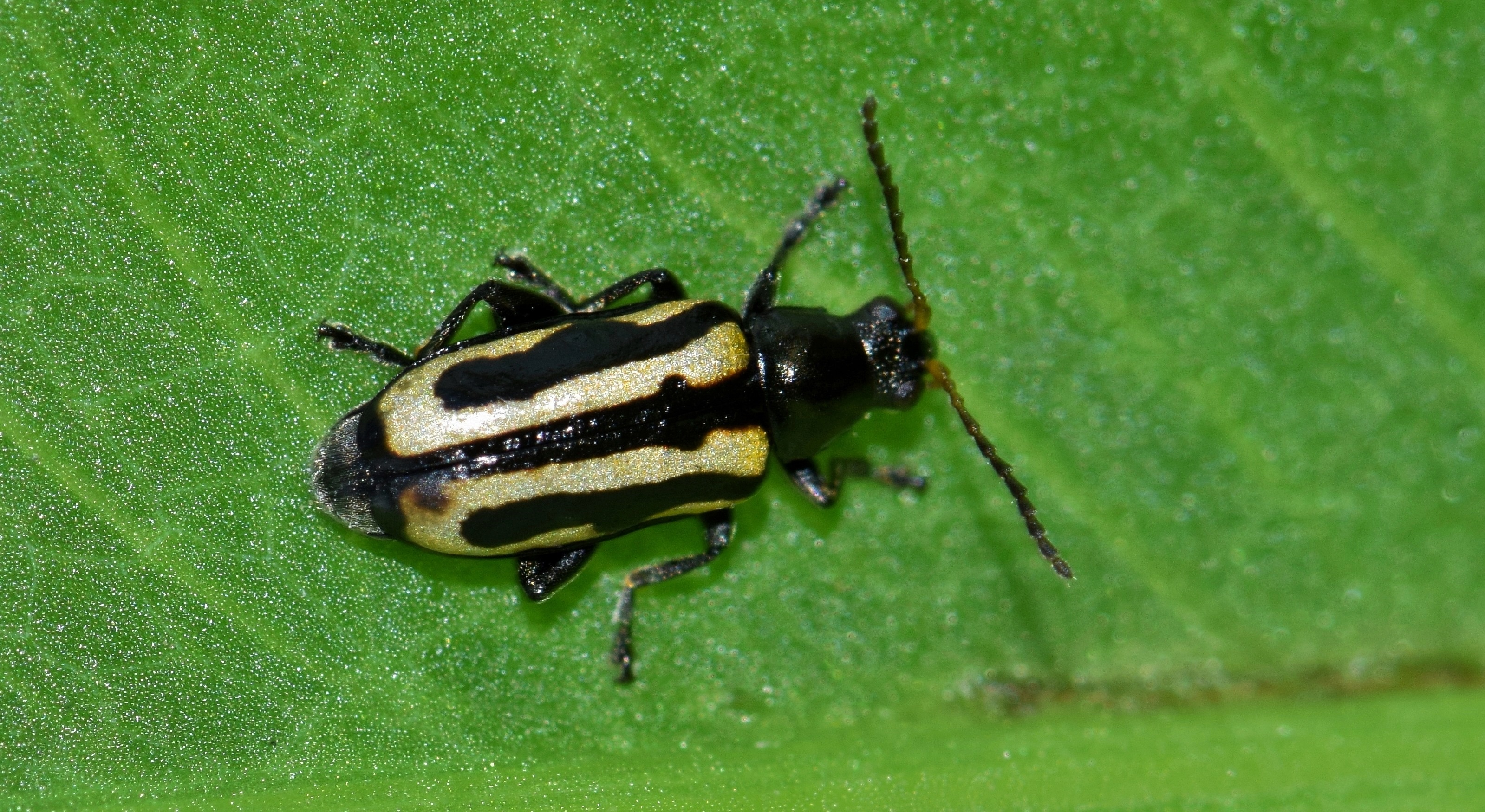 animals in the wild, no people, leaf, nature, agasicles hygrophila, introduced species, alligatorweed, full length, biology, alligatorweed flea beetle, HD Wallpaper