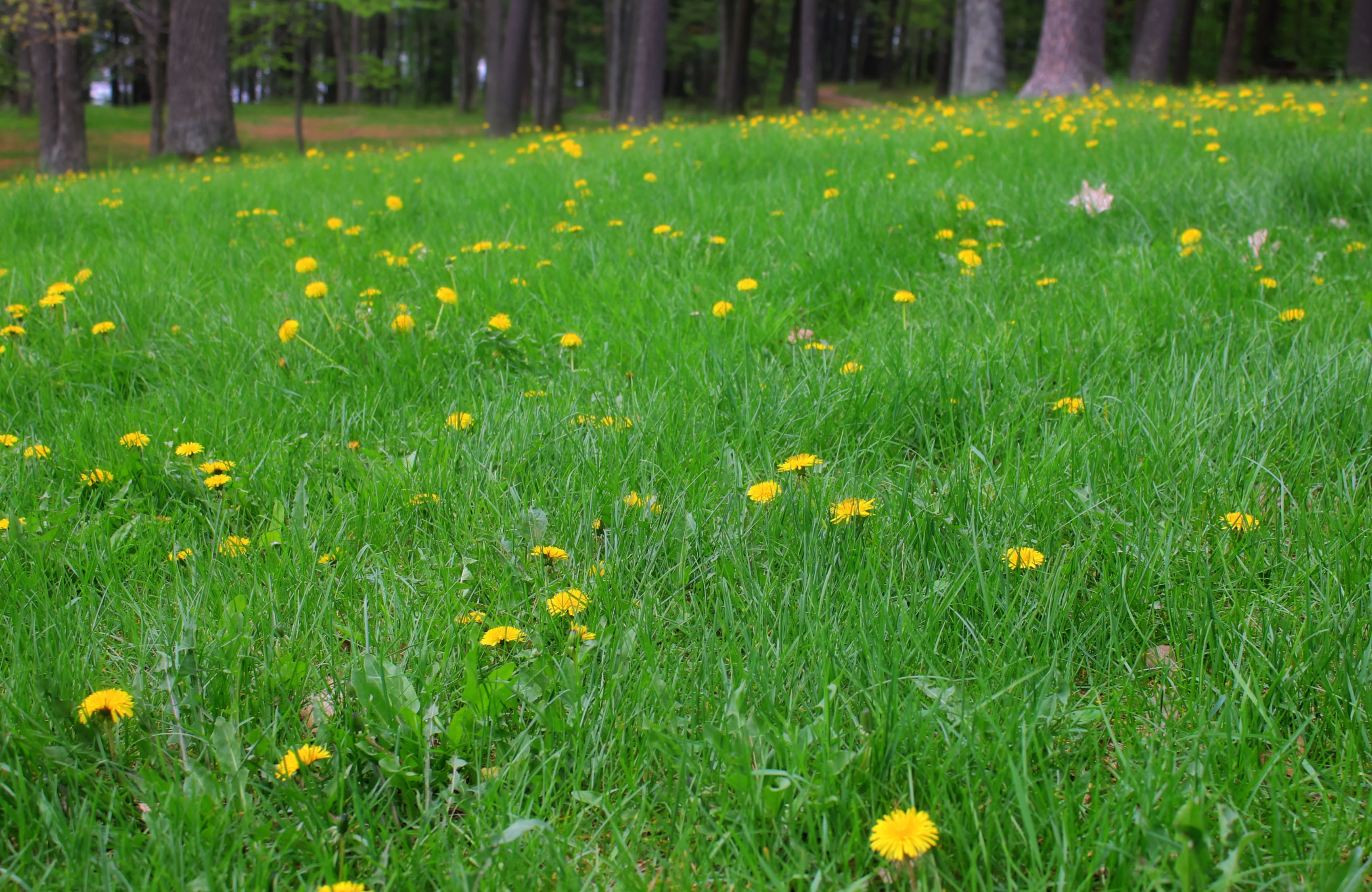 season, council, plant, fields, 2K, grounds, blossom, Council Grounds State Park, growth, vulnerability, meadow, summer, beauty In Nature, freshness, tranquility, HD Wallpaper
