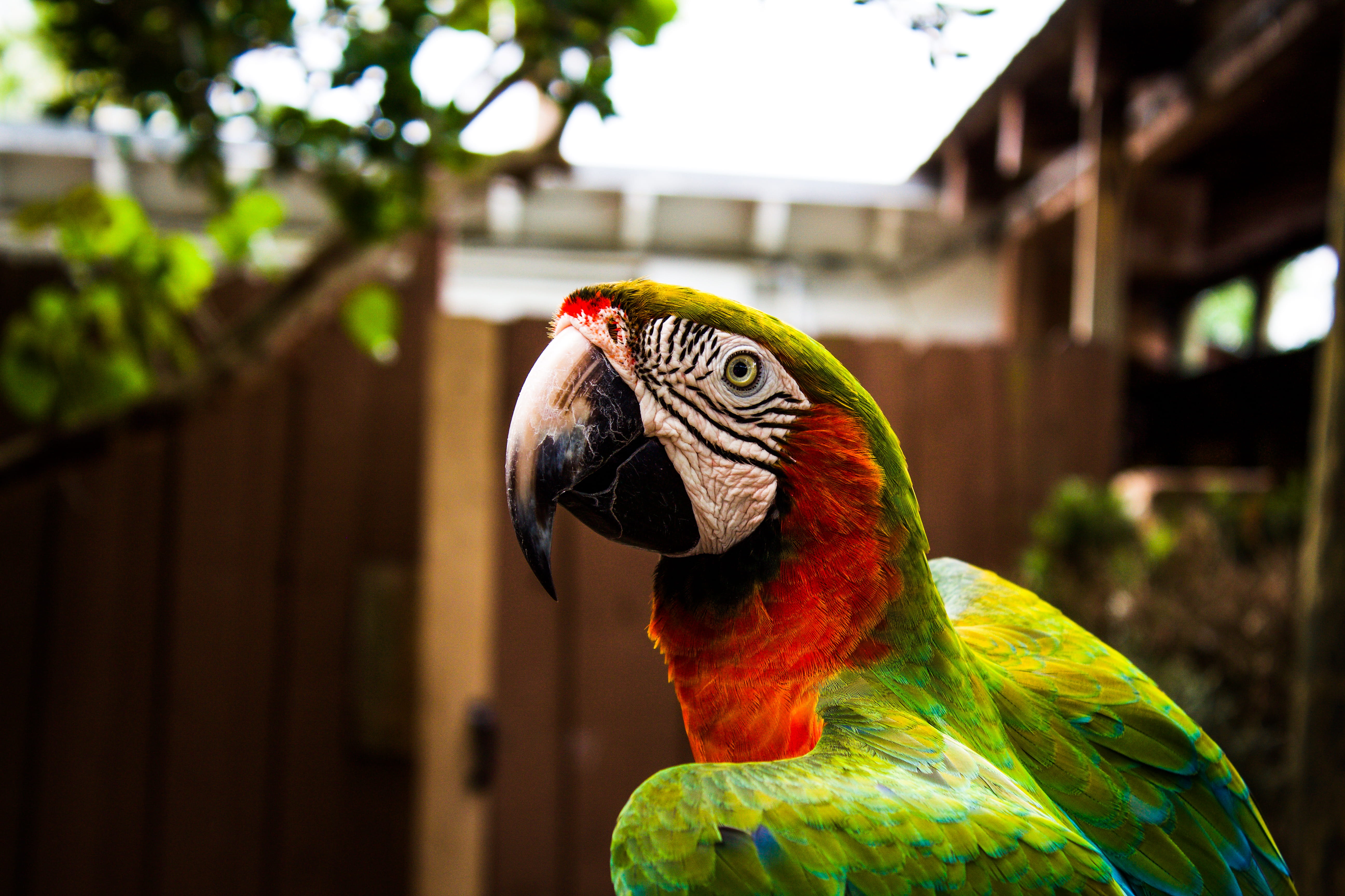 vertebrate, Up Close and Personal, cute, animals in captivity, shift, animal, multi Colored, animal head, tropical Climate, animal body part, animal wildlife, HD Wallpaper