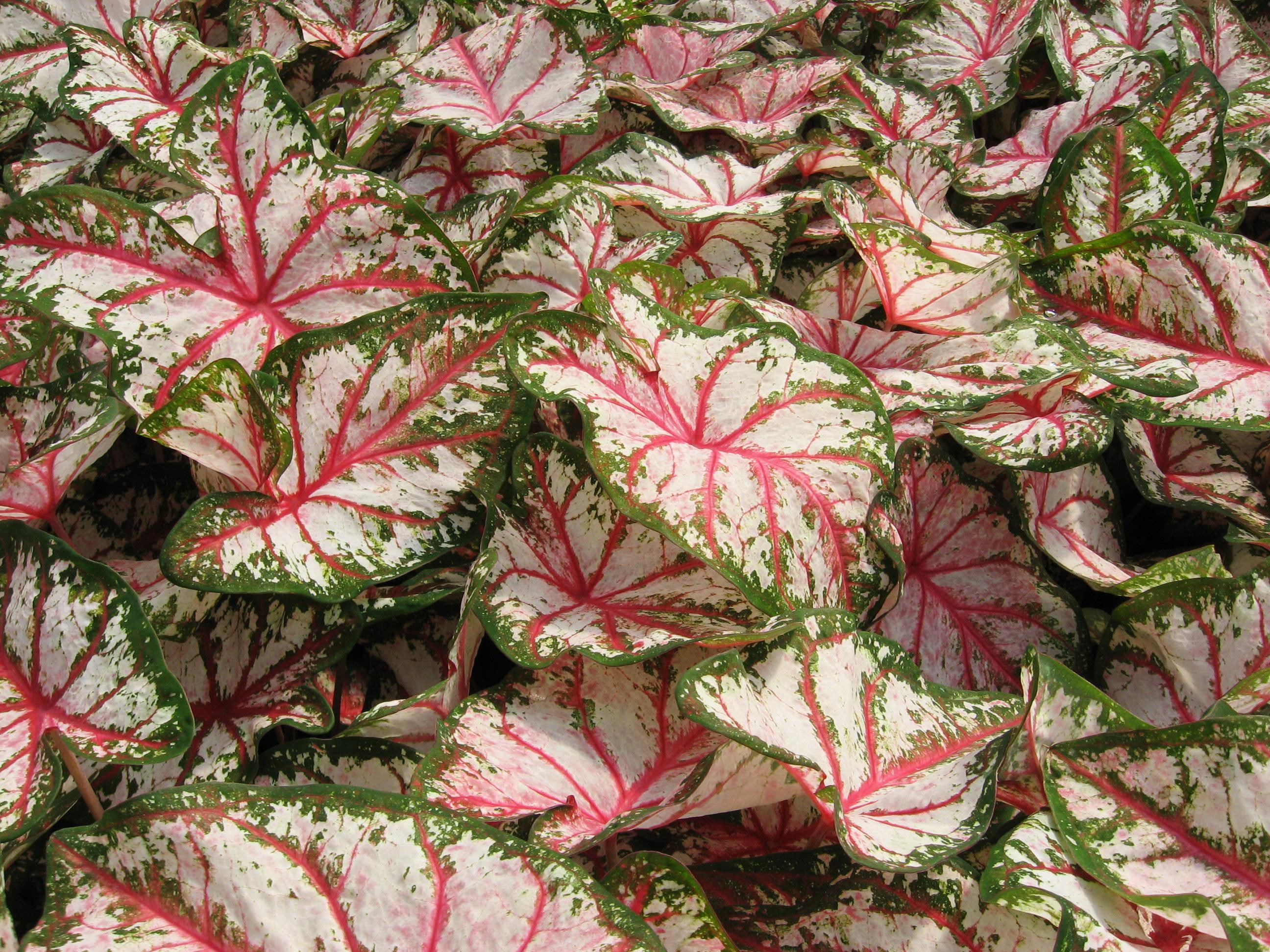 green, white, red, plant, 2K, many, caladium, leaf, flowers, HD Wallpaper
