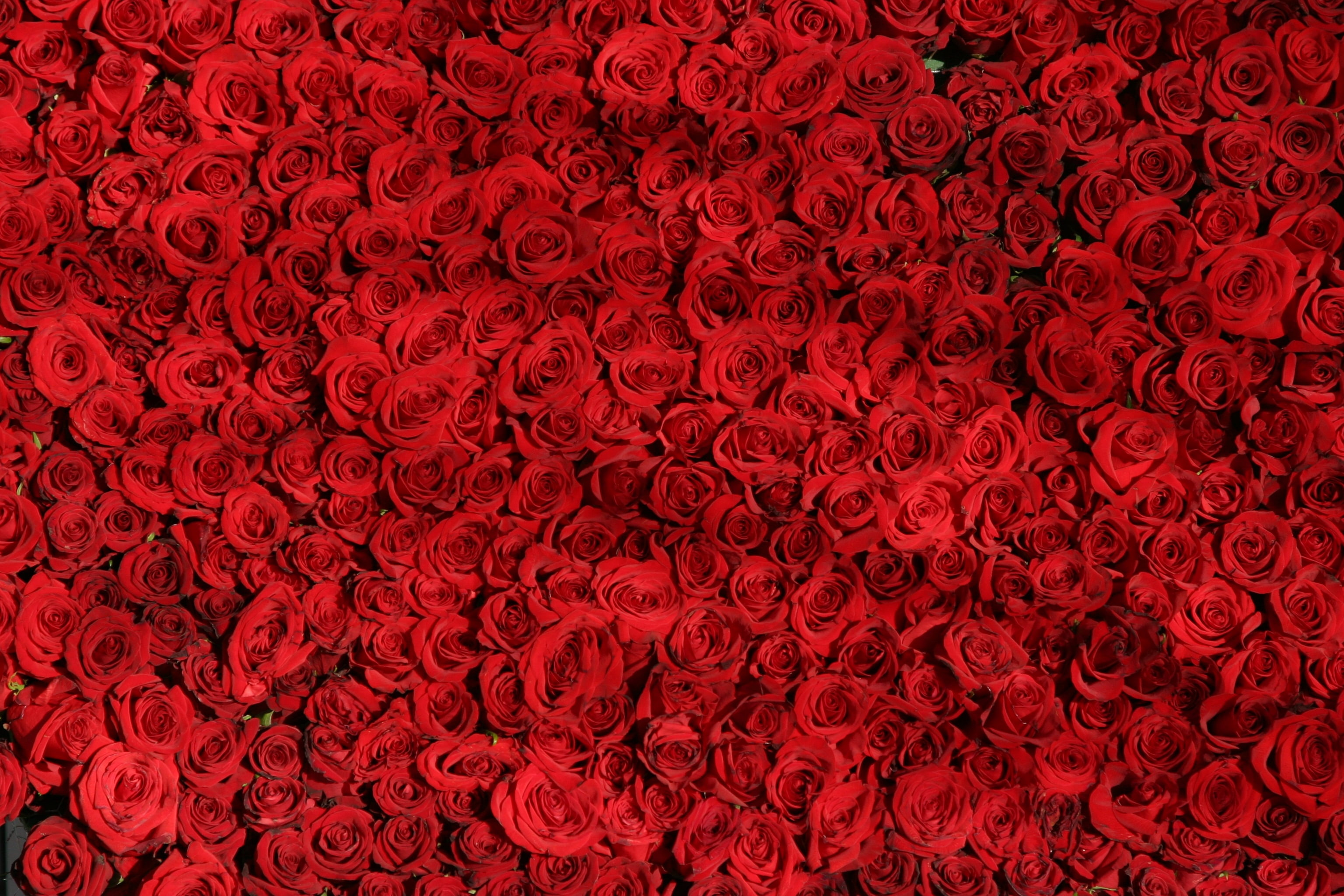 abundance, rose, nature, 2K, decoration, many, abstract, shape, textured, day, wedding, illustration, pattern, petal, valentines Day - Holiday, vibrant color, HD Wallpaper