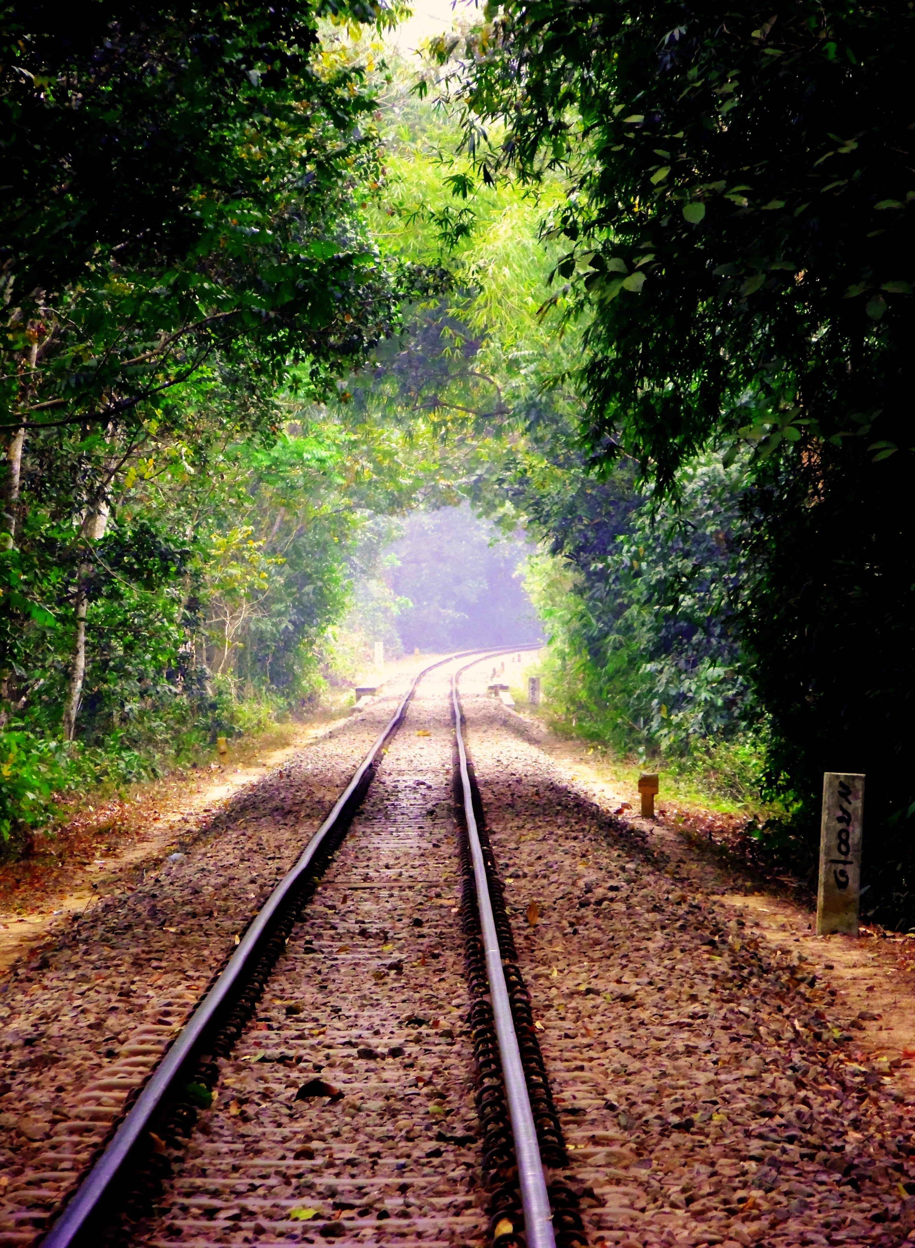 the way forward, journey, Forest, no people, Tree, forest, Rail Track, travel, beauty in nature, direction, land, green, day, outdoors, rail transportation, Phone HD Wallpaper