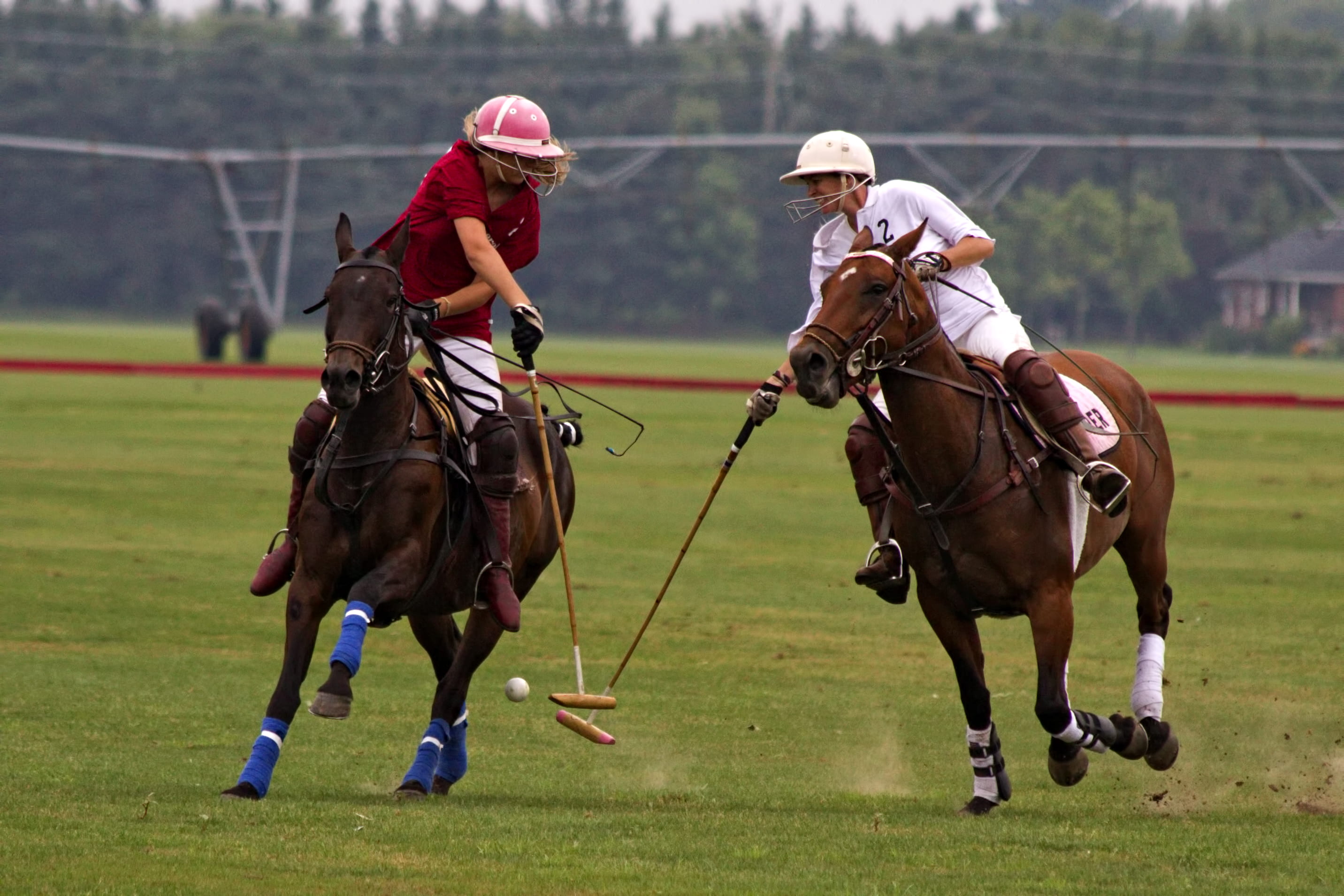 teenager, sports helmet, shallow, polo, sport, competition, person, competing, outdoors, mammal, activity, domestic, croquets, helmet, horse, livestock, HD Wallpaper