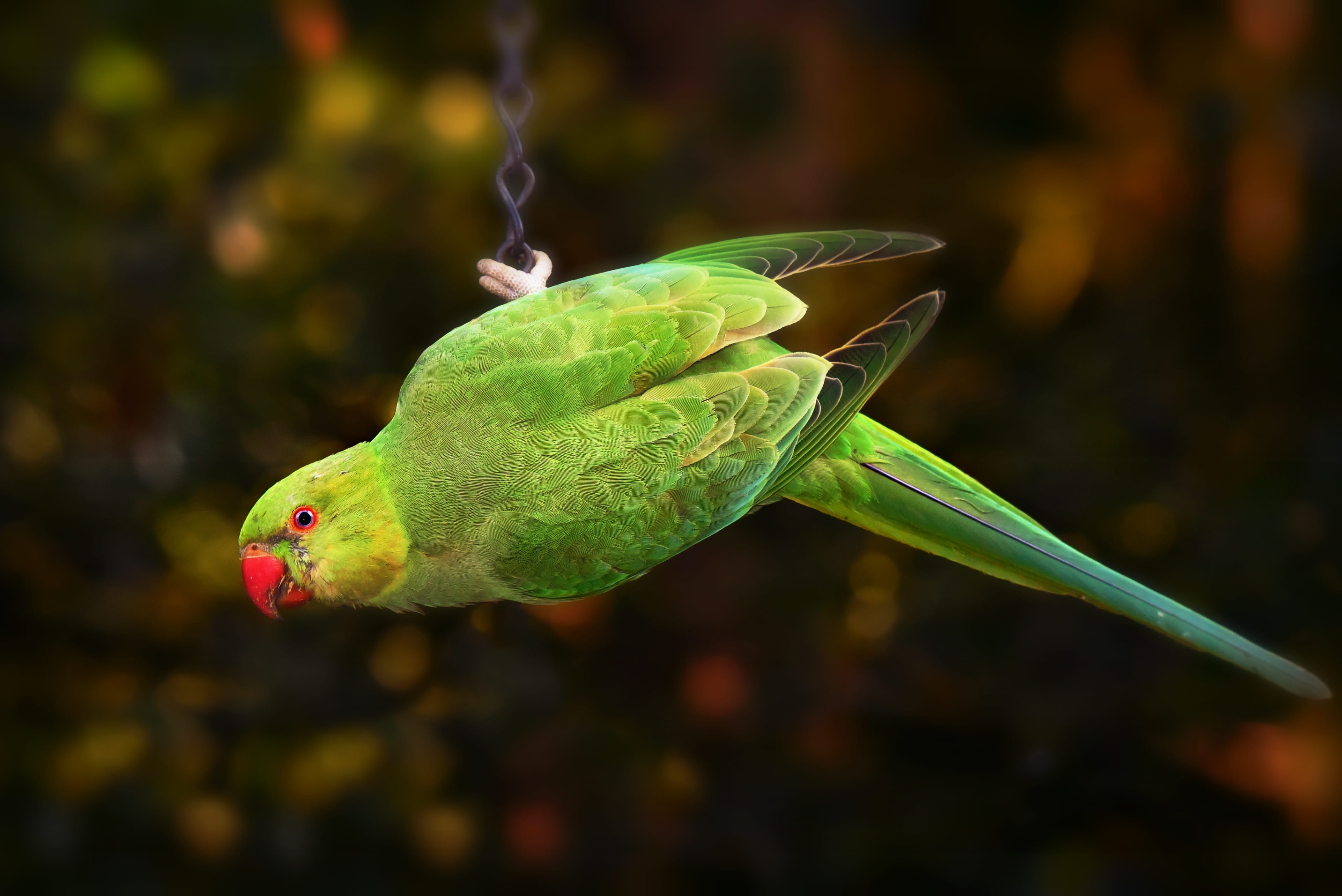 nature, head, green color, full length, tail feathers, exot, no people, one animal, focus on foreground, plumage, outdoors, eye, close-up, animal wildlife, HD Wallpaper