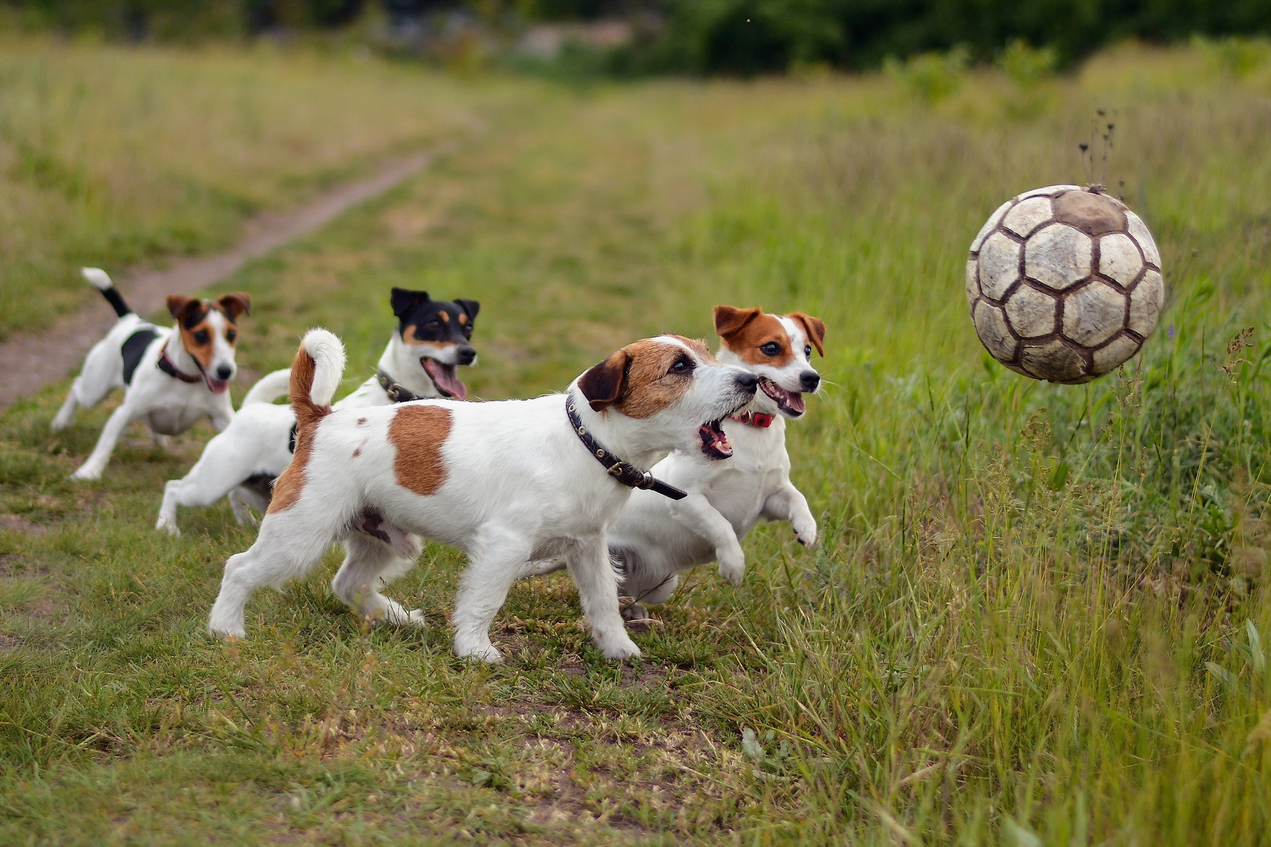sports, 2K, play, friends, ball, football, Dog, dogs, HD Wallpaper