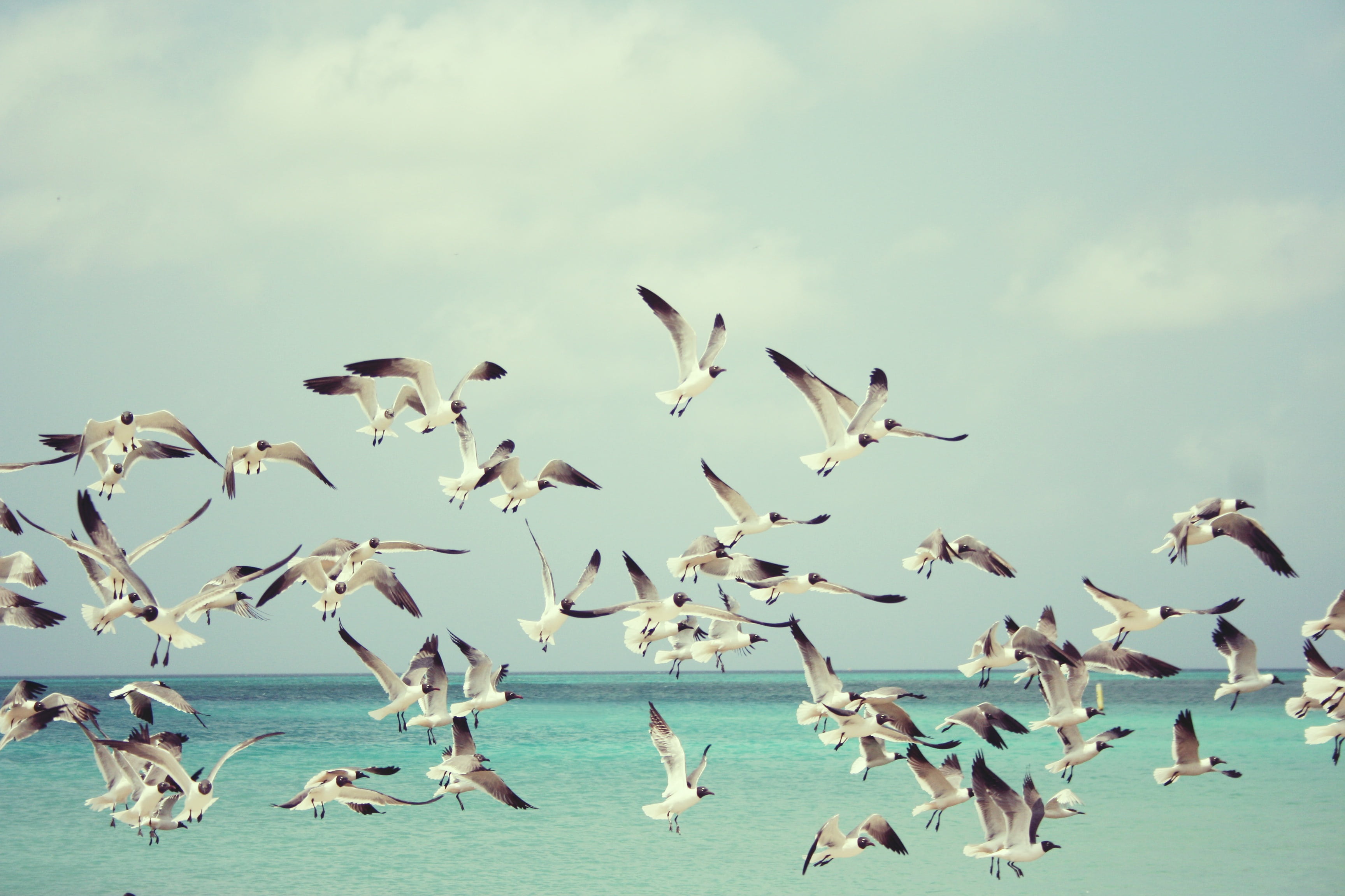 tour, birds, white, sea, beauty in nature, seagull, spread wings, water, flock of birds, animal wildlife, day, summer, animal, no people, animal themes, HD Wallpaper
