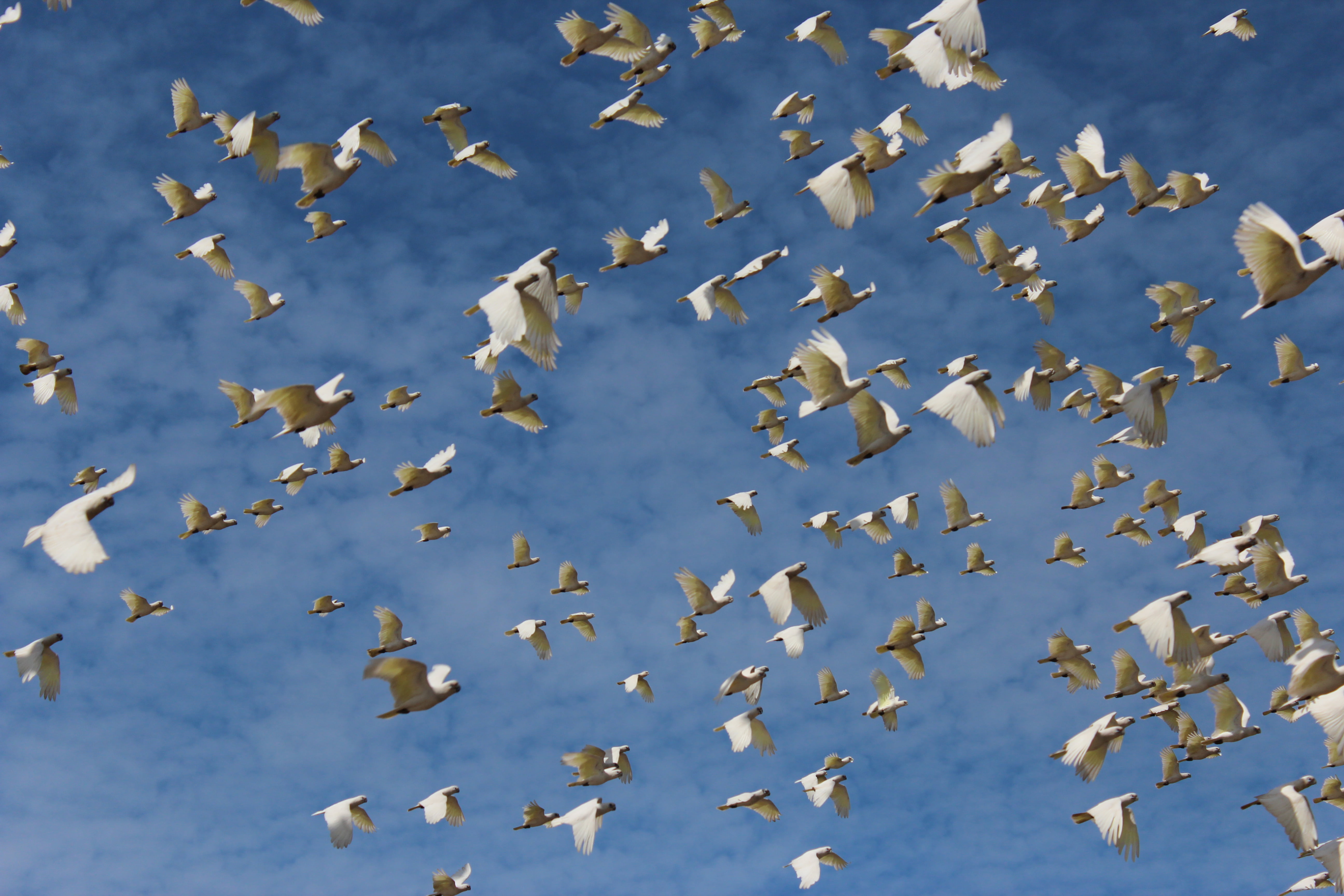 large group of animals, flock, mid-air, fly, close-up, sky, bird, clouds, animal wildlife, group of animals, full frame, outdoors, beauty in nature, motion, HD Wallpaper