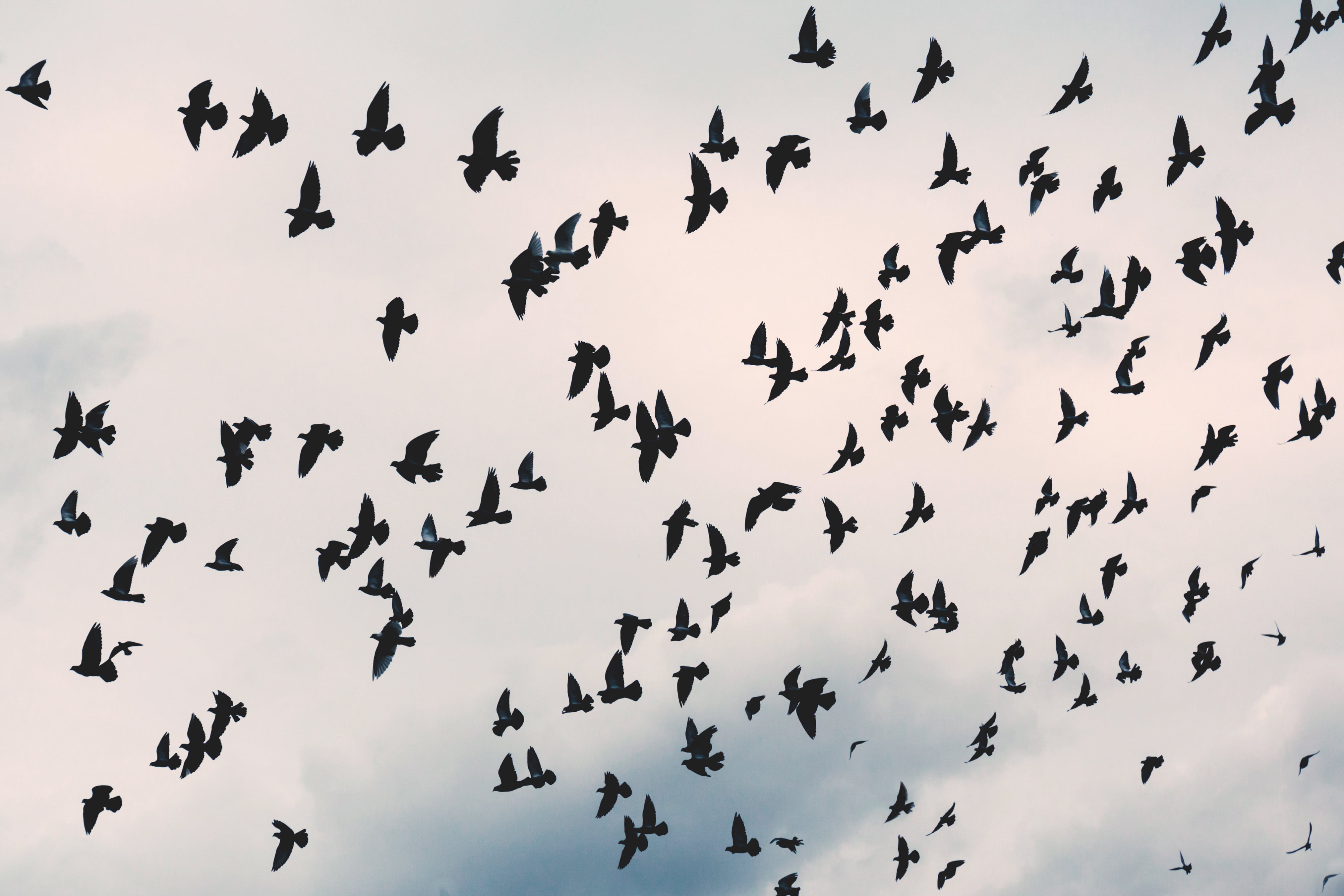 flying, flock, spread wings, animal, animal themes, no people, mid-air, nature, vertebrate, low angle view, view, 4K, motion, birds, clouds, outdoors, HD Wallpaper