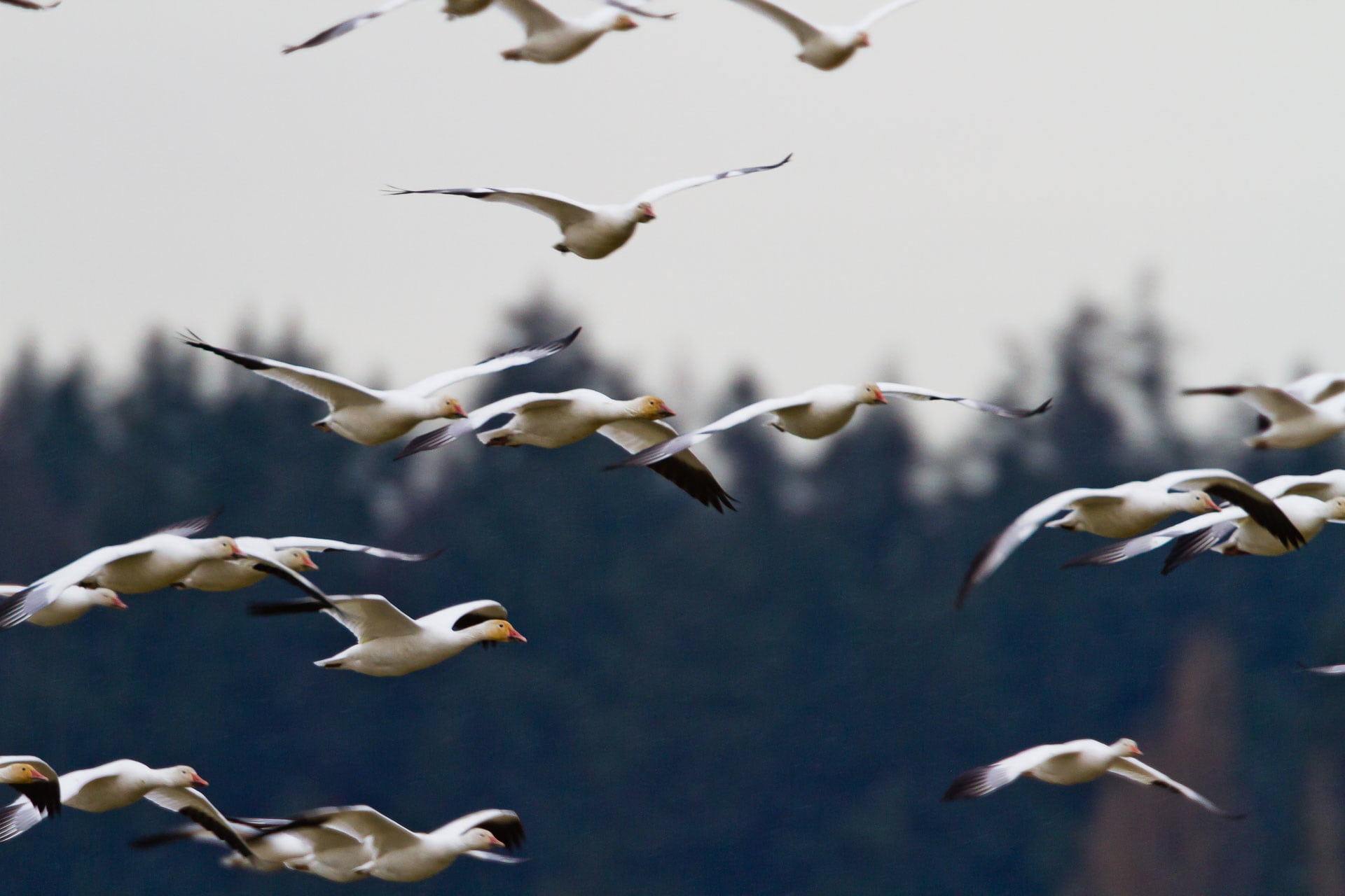 black, fly, no people, feather, seagull, nature, flock of birds, flying, large group of animals, beauty in nature, clouds, bird, sky, group of animals, HD Wallpaper