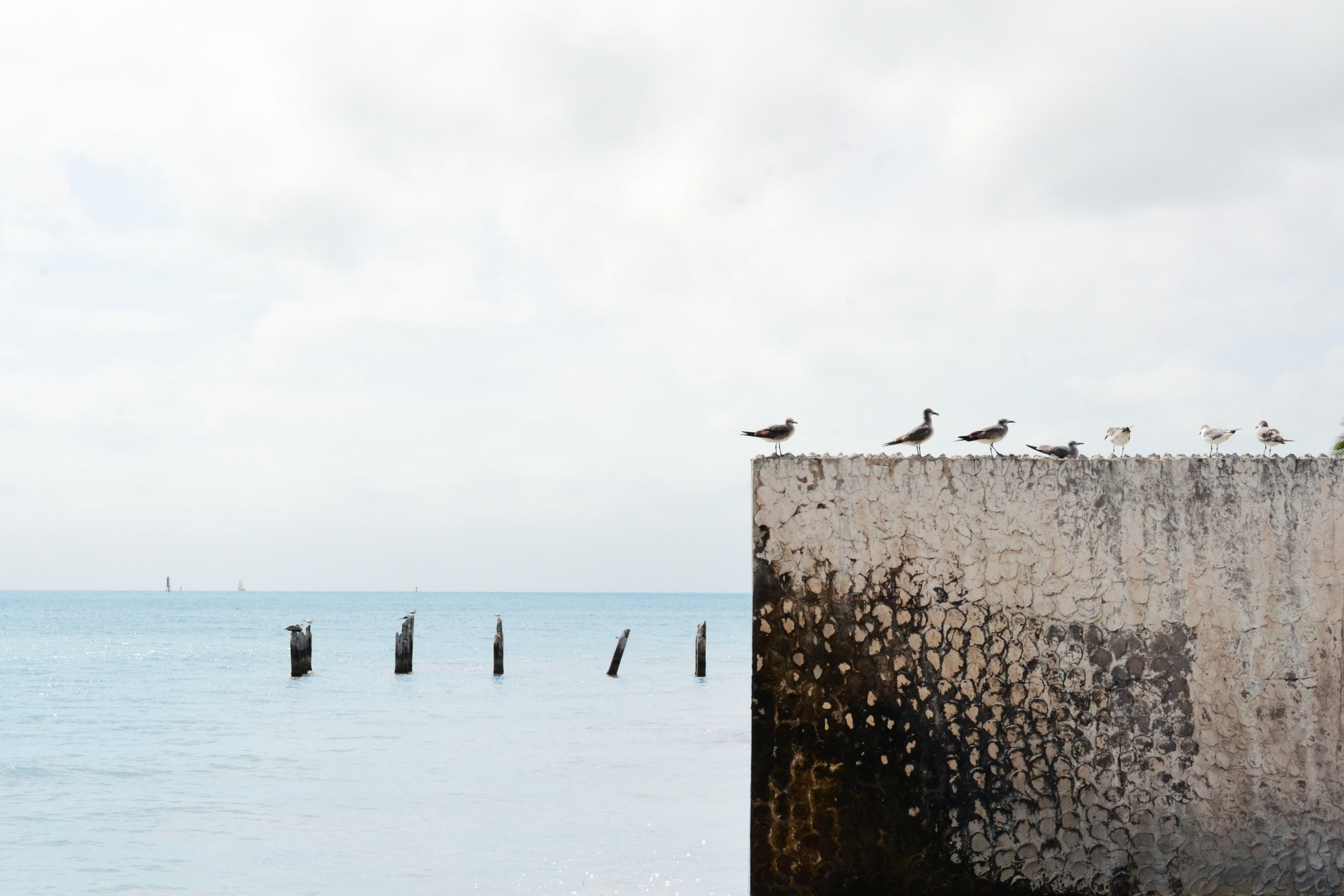 horizon over water, flock, day, perching, ocean, cloudy, sea, bird, animals in the wild, cloud - sky, vertebrate, large group of animals, wooden post, horizon, HD Wallpaper