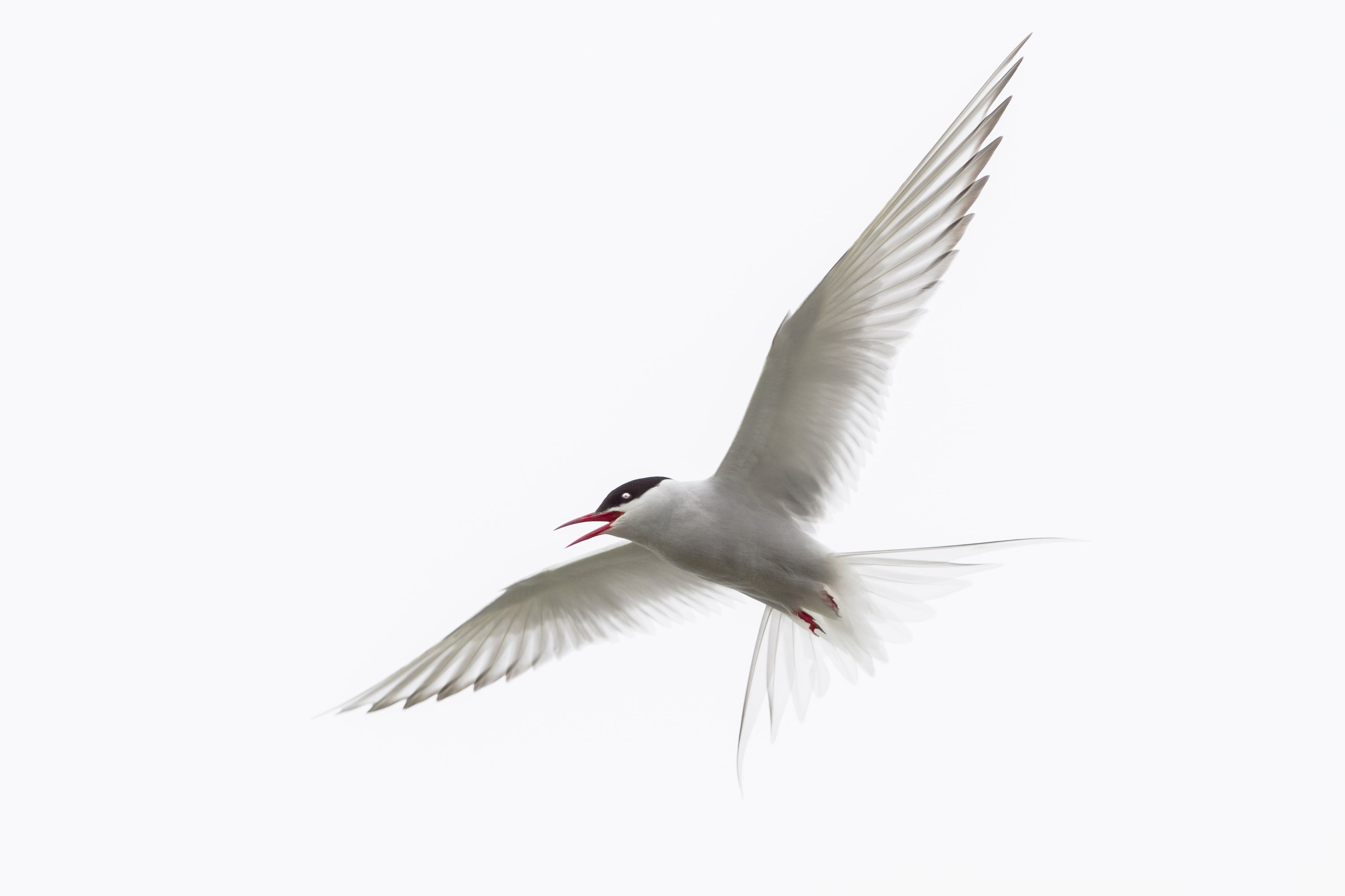 copy space, one animal, bird, vertebrate, mid-air, no people, white, clouds, animal, low angle view, wild animal, animals in the wild, sky, clear sky, flying, HD Wallpaper