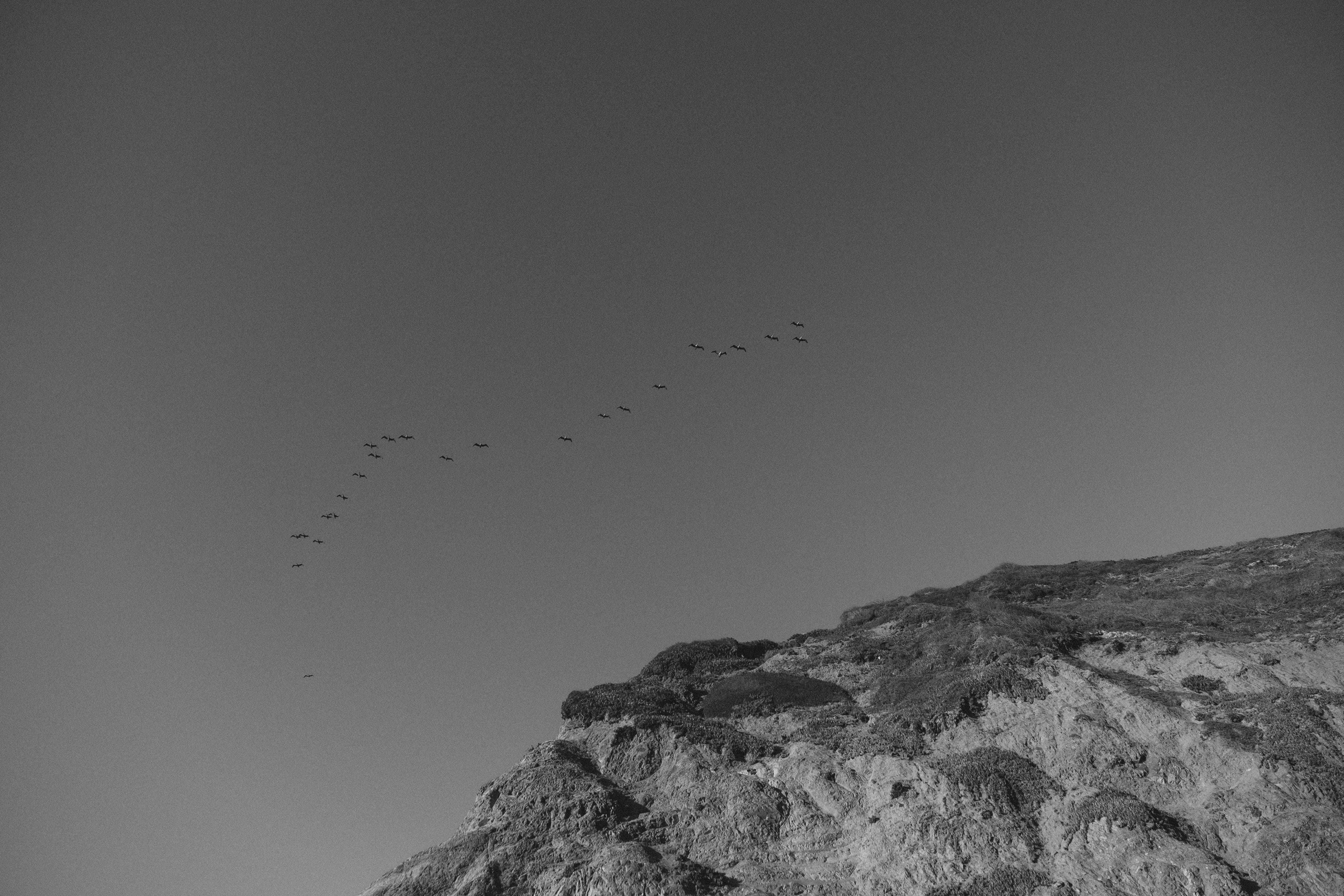 no people, animal, birds, grey, top, animal wildlife, day, bird, outdoors, lot, animals, flock, nature, scenics - nature, low angle view, flying, animals in the wild, HD Wallpaper