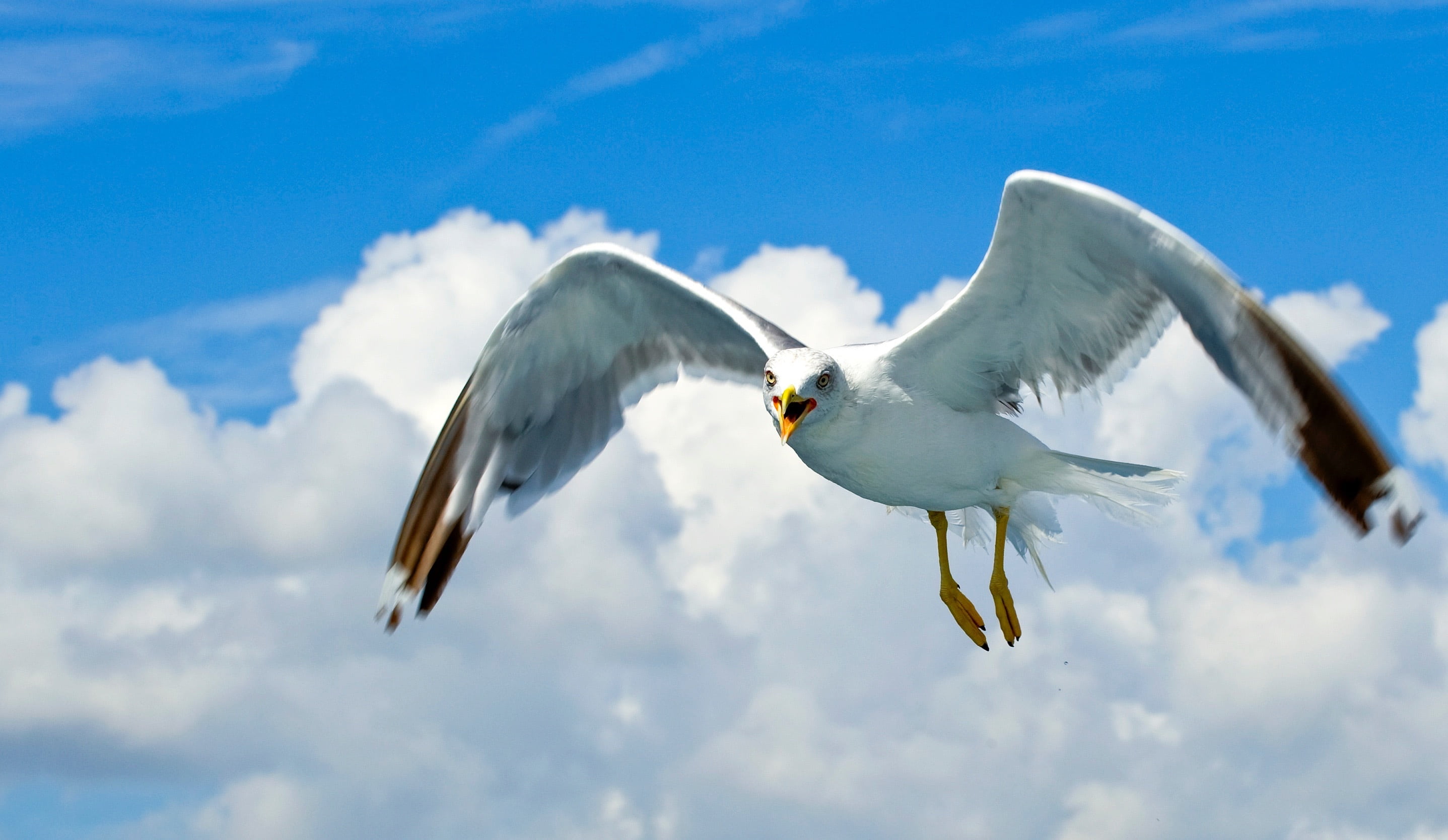 sea birds, vertebrate, animal themes, animal, flying, one animal, no people, animal body part, animals in the wild, spread wings, seagull, water bird, sky, HD Wallpaper