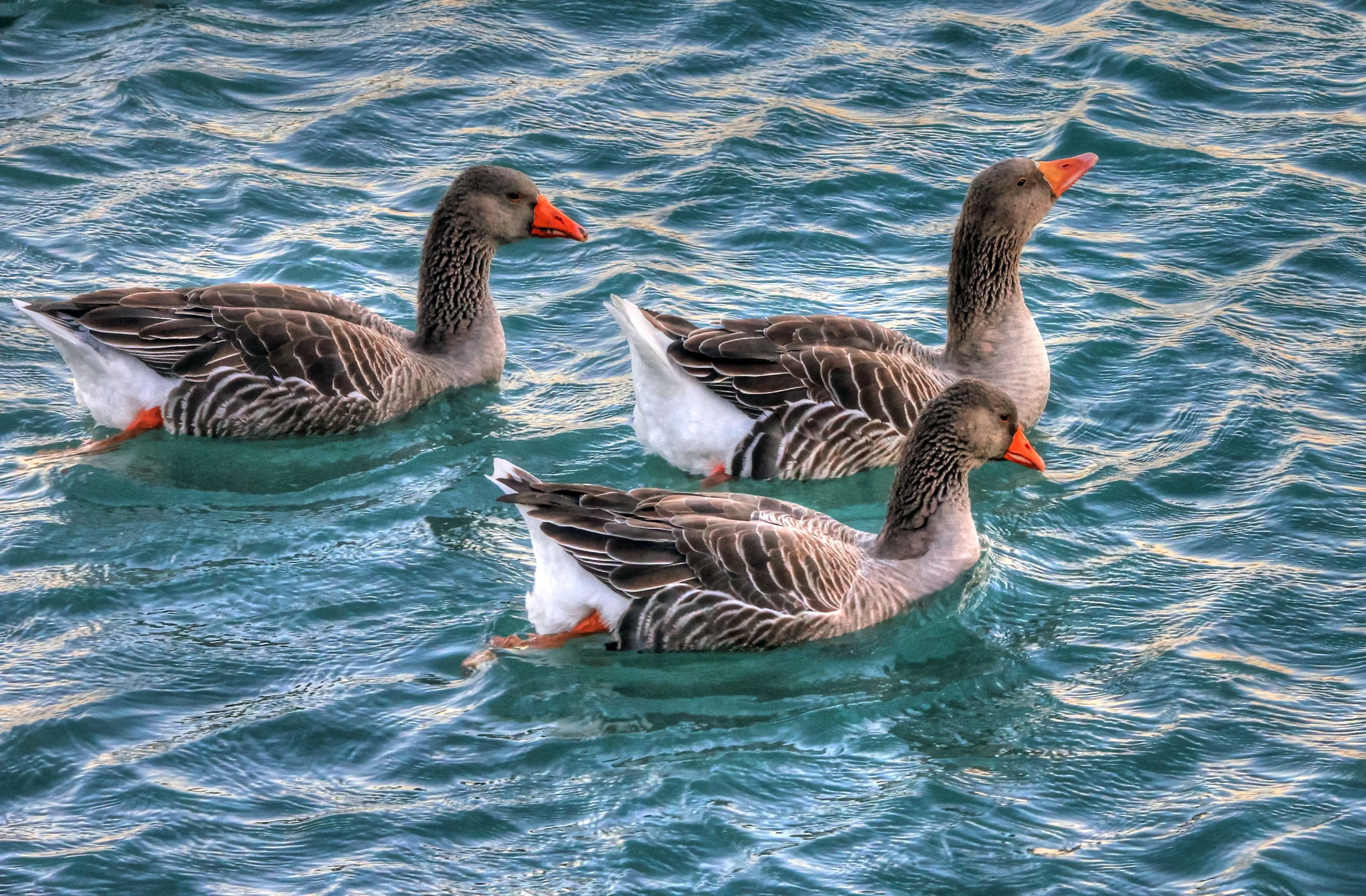 high angle view, swimming, three, lake, goose, birds, animal themes, animal wildlife, waterfowl, geese, no people, greylag goose, animals in the wild, 1080P, HD Wallpaper