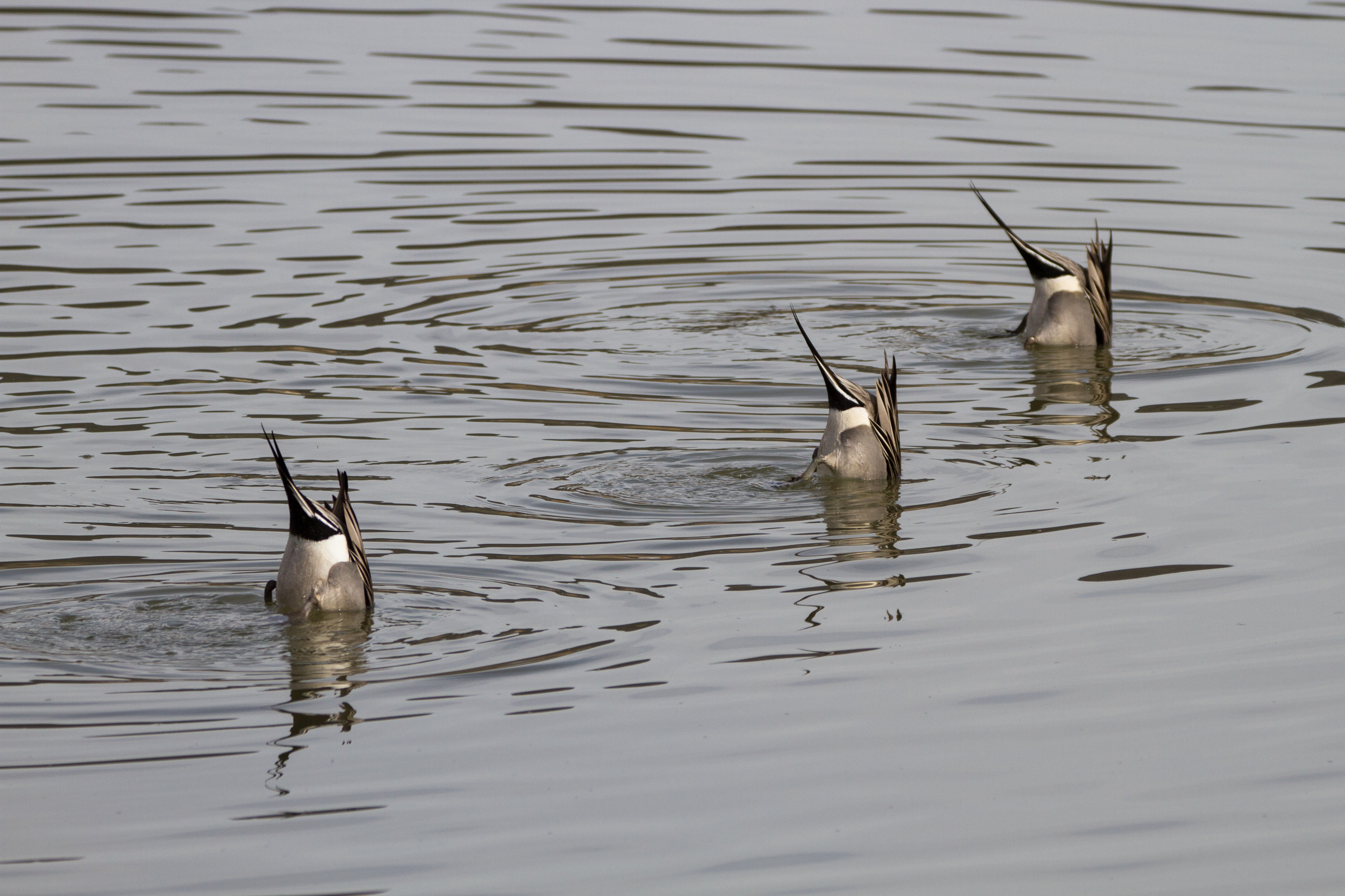group of animals, water bird, water, reflection, duck, ducks, day, bird, body, no people, diving, black, rippled, animal themes, waterfront, animal, two animals, HD Wallpaper