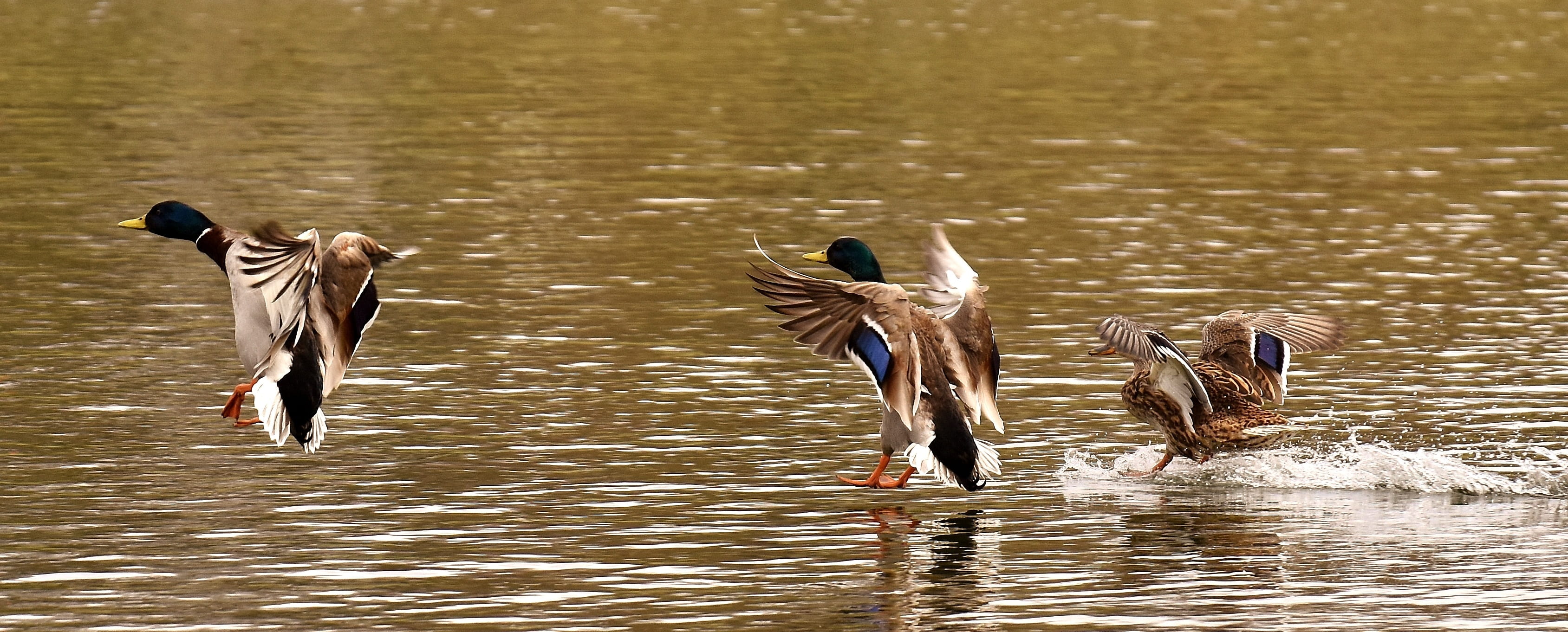 vertebrate, 2K, flying, creature, group of animals, land, nature, animals in the wild, playing, mallards, ducks, waterfowl, animal family, day, spring meadow, HD Wallpaper