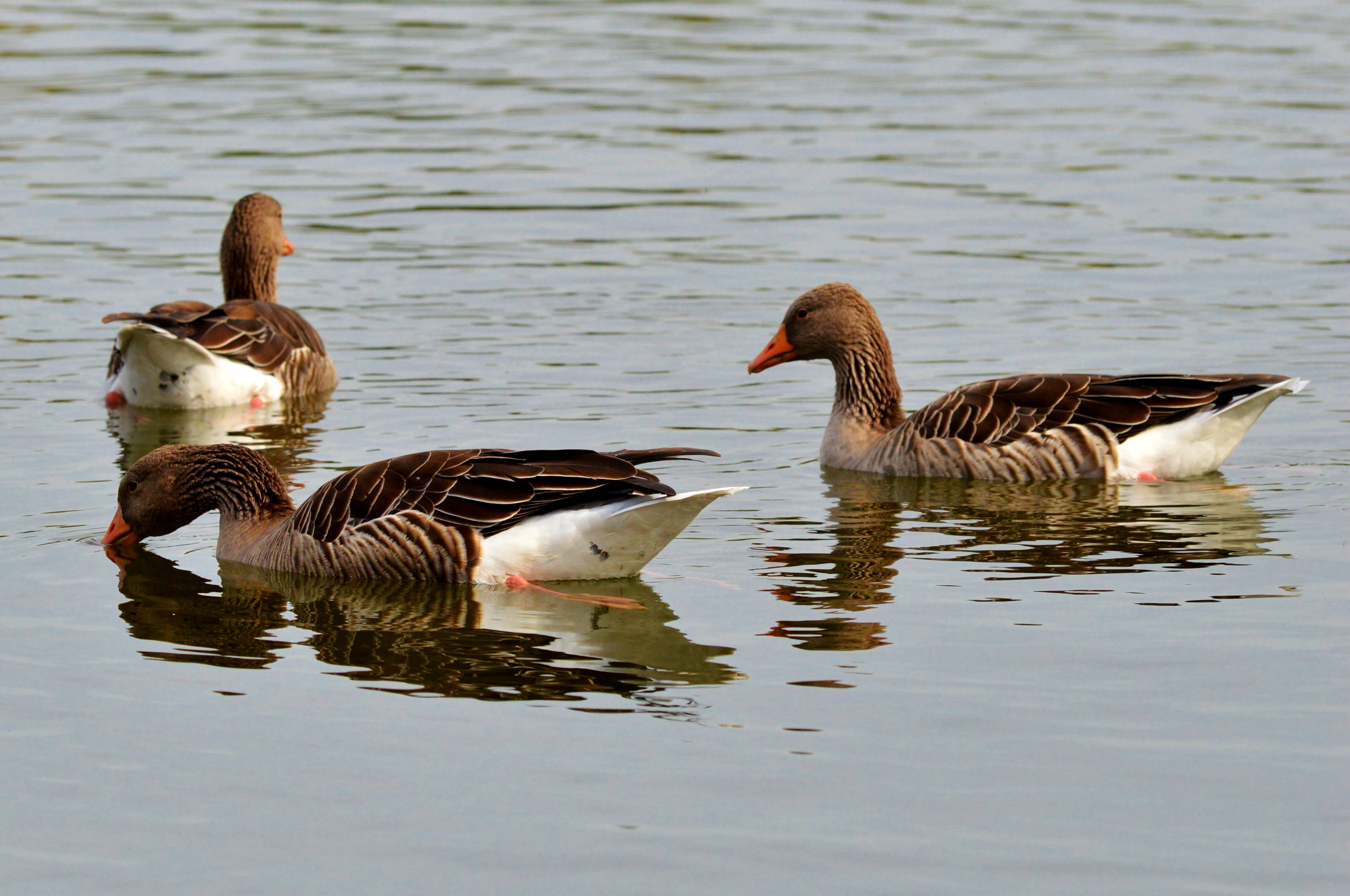 lake, reflection, animal family, gosling, vertebrate, brown, three, poultry, greylag goose, river, animal themes, no people, waterfront, aquatic animals, HD Wallpaper