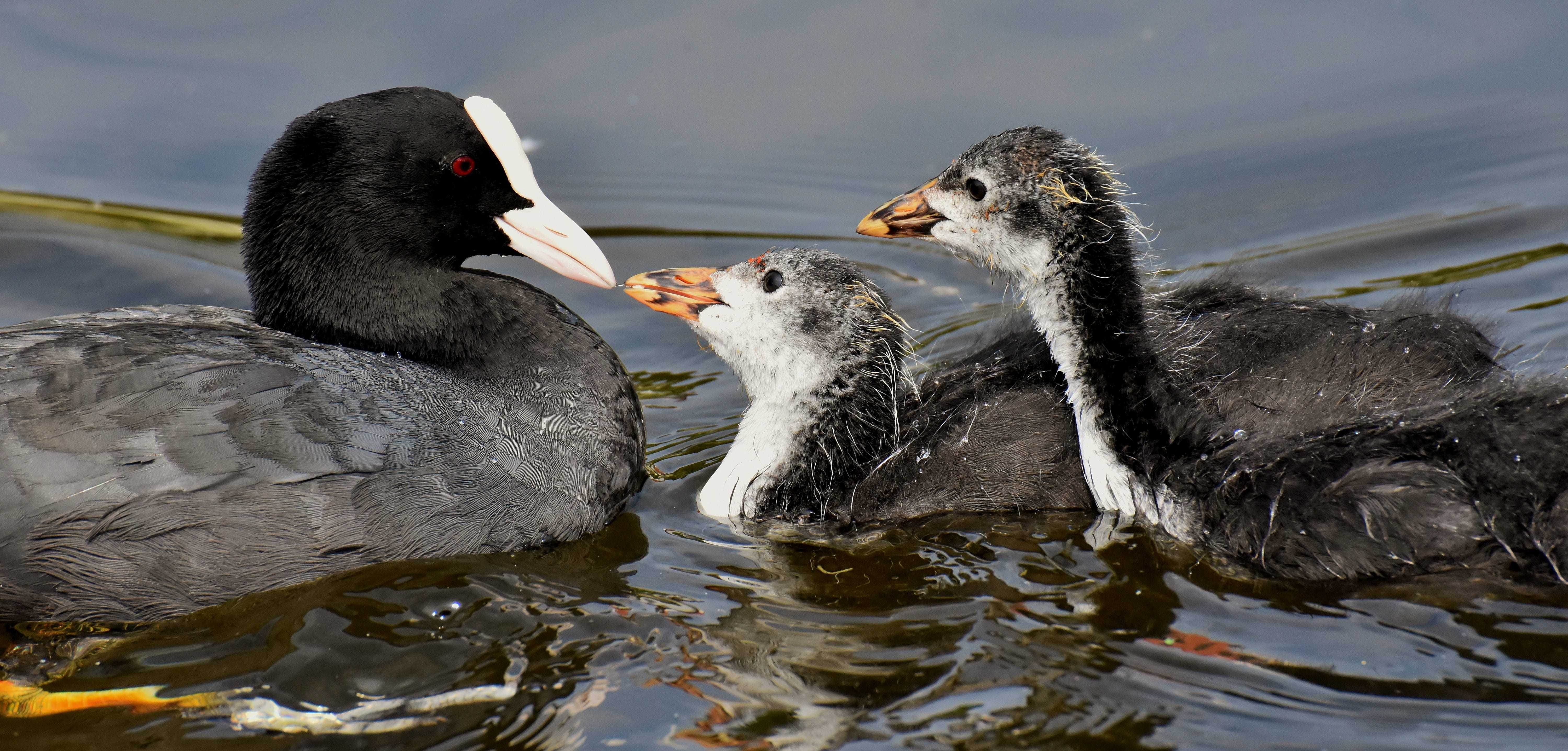 floating on water, animal portrait, eating, beak, hungry, chicks, group of animals, ducks, swimming, no people, feed, day, lake, water bird, animal, food, HD Wallpaper