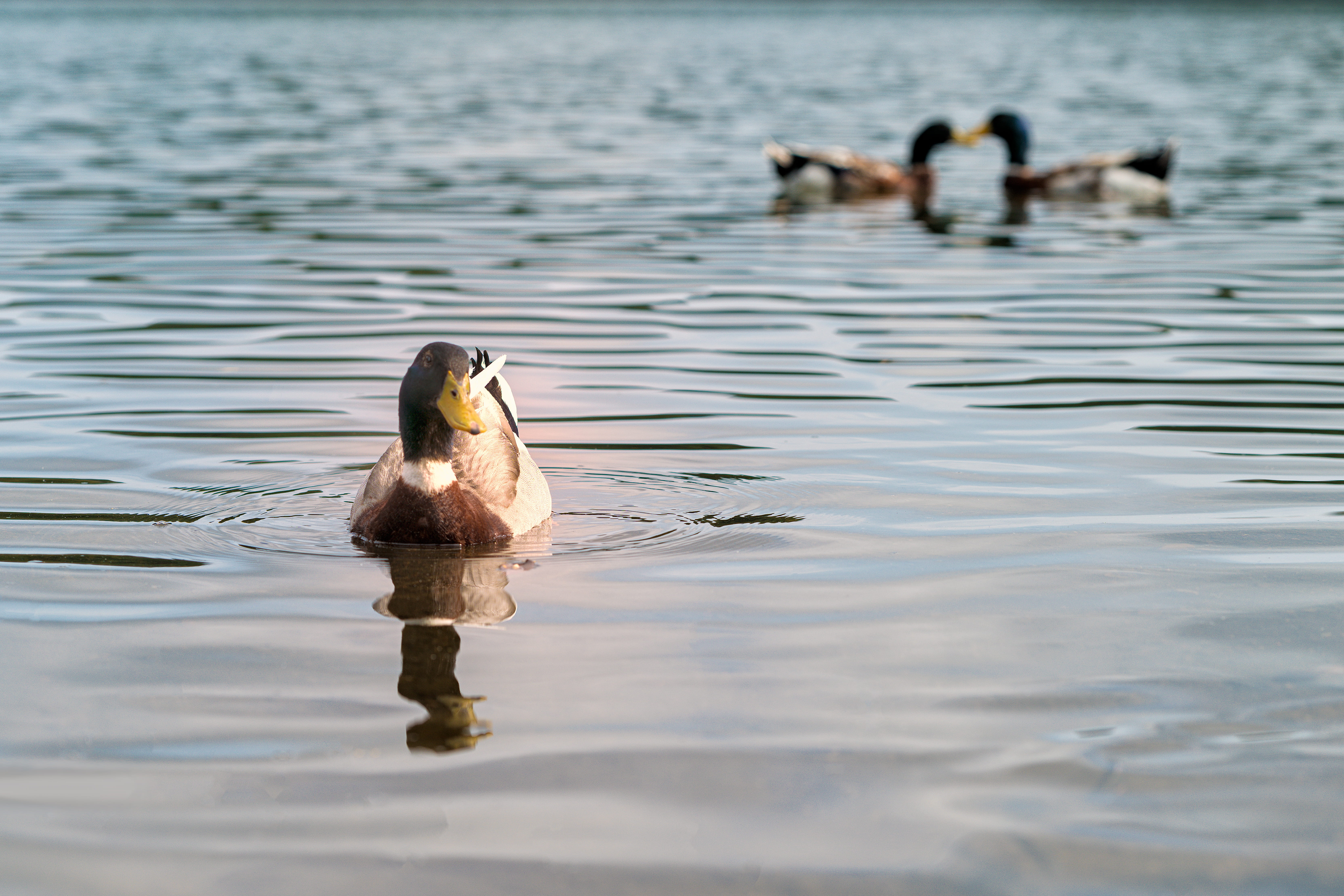 no people, teal, nature, japan, poultry, mallard, ducks, anseriformes, bird, body, waterfowl, aquatic, sea, vertebrate, day, water bird, swimming, ocean, HD Wallpaper