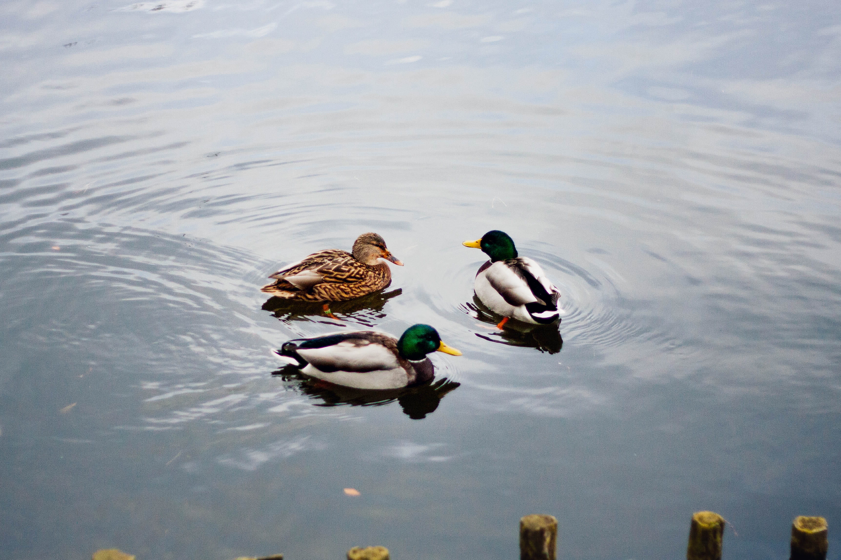 swimming, outdoors, colors, water, mallard, waterfront, vertebrate, two animals, male animal, waterfowl, poultry, duck, 2K, bird, human, nature, floating on water, HD Wallpaper