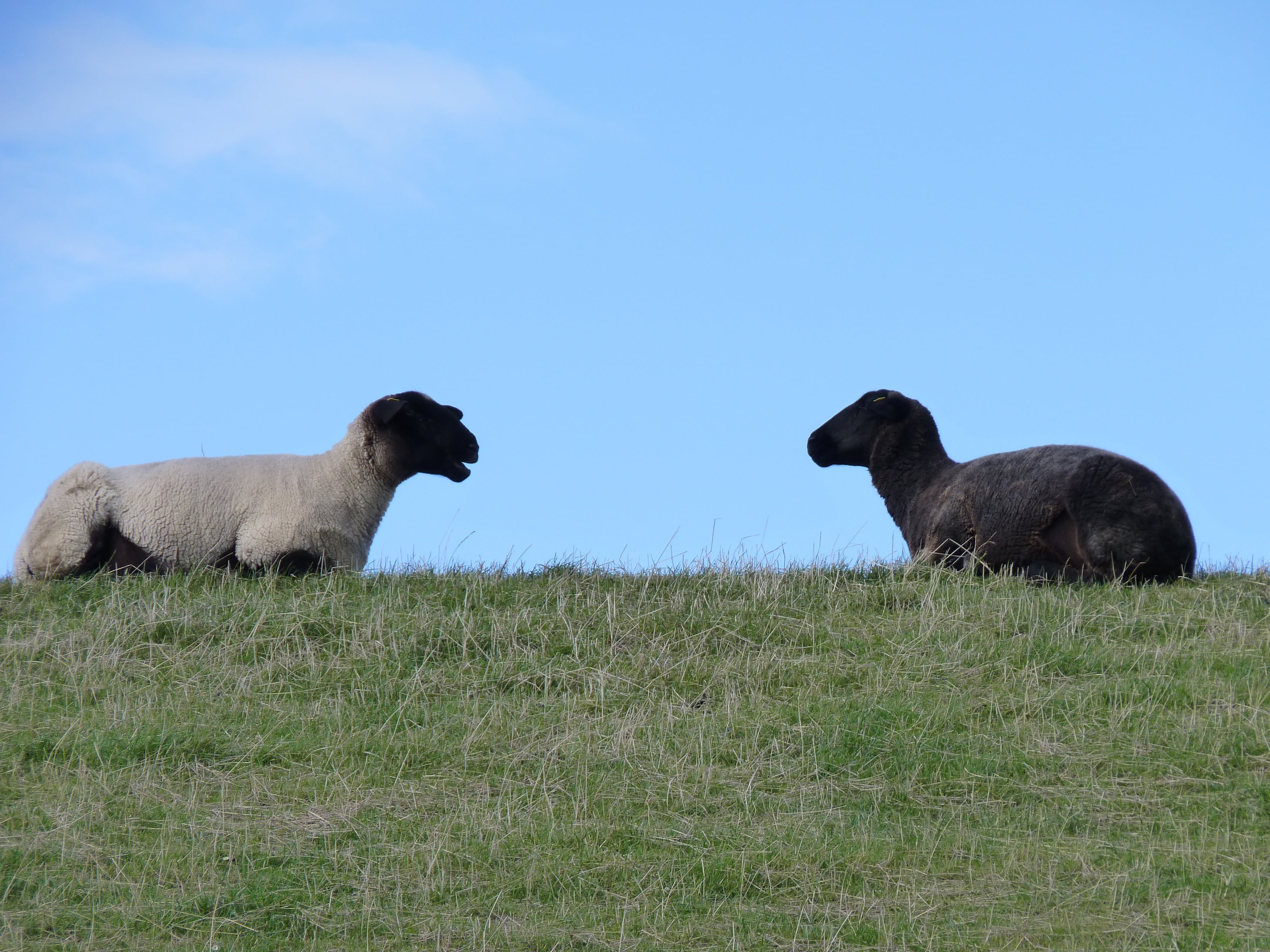 animal themes, black, sheep, livestock, herbivorous, animal, white, sky, gut, day, animal wildlife, plant, group of animals, two animals, blue, field, opposites, HD Wallpaper