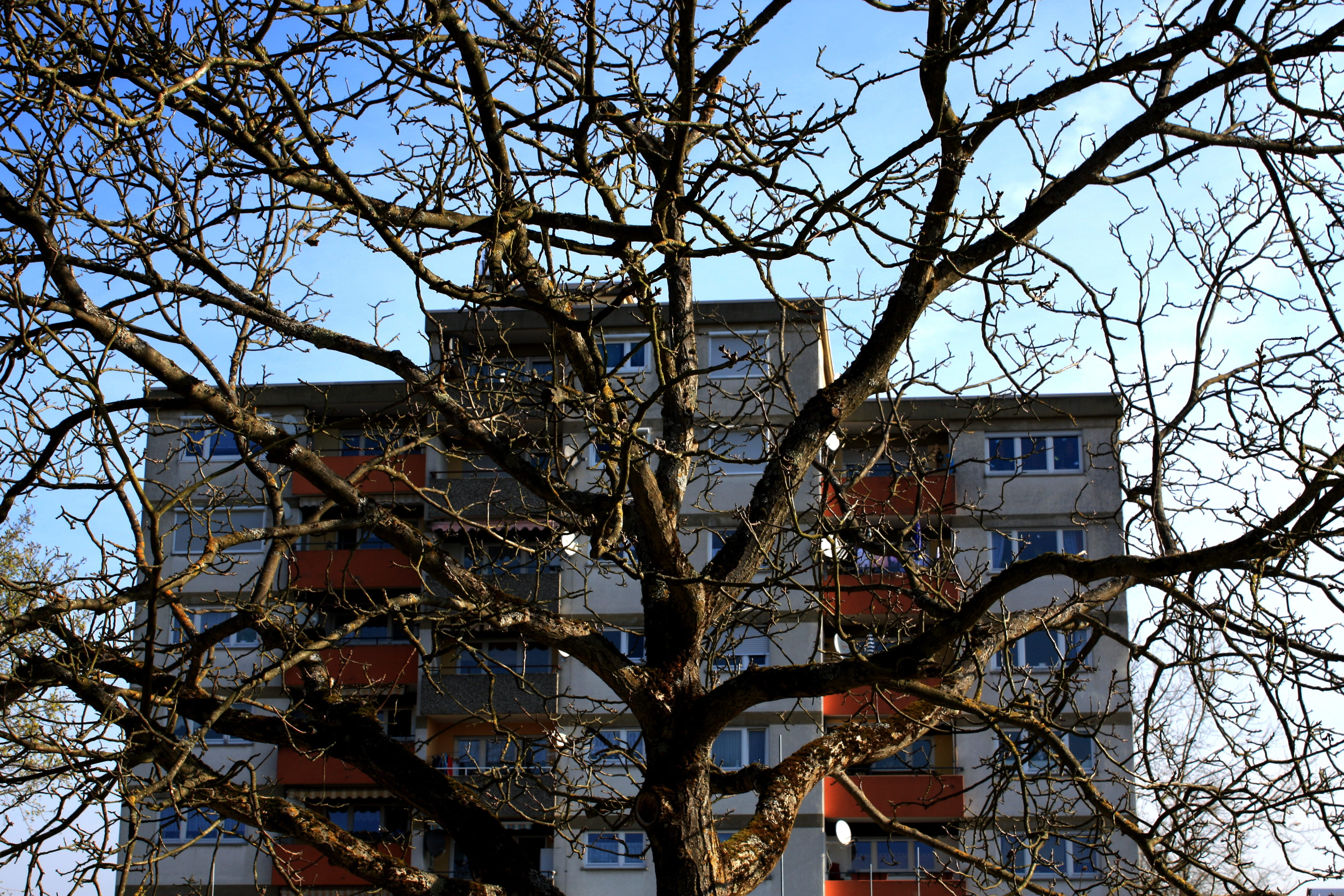 Skyscraper, aesthetic, building exterior, Residence, nature, Home, branch, chaos, no people, sky, Kahl, city, plant, Tree, day, 4K, house, low angle view, HD Wallpaper