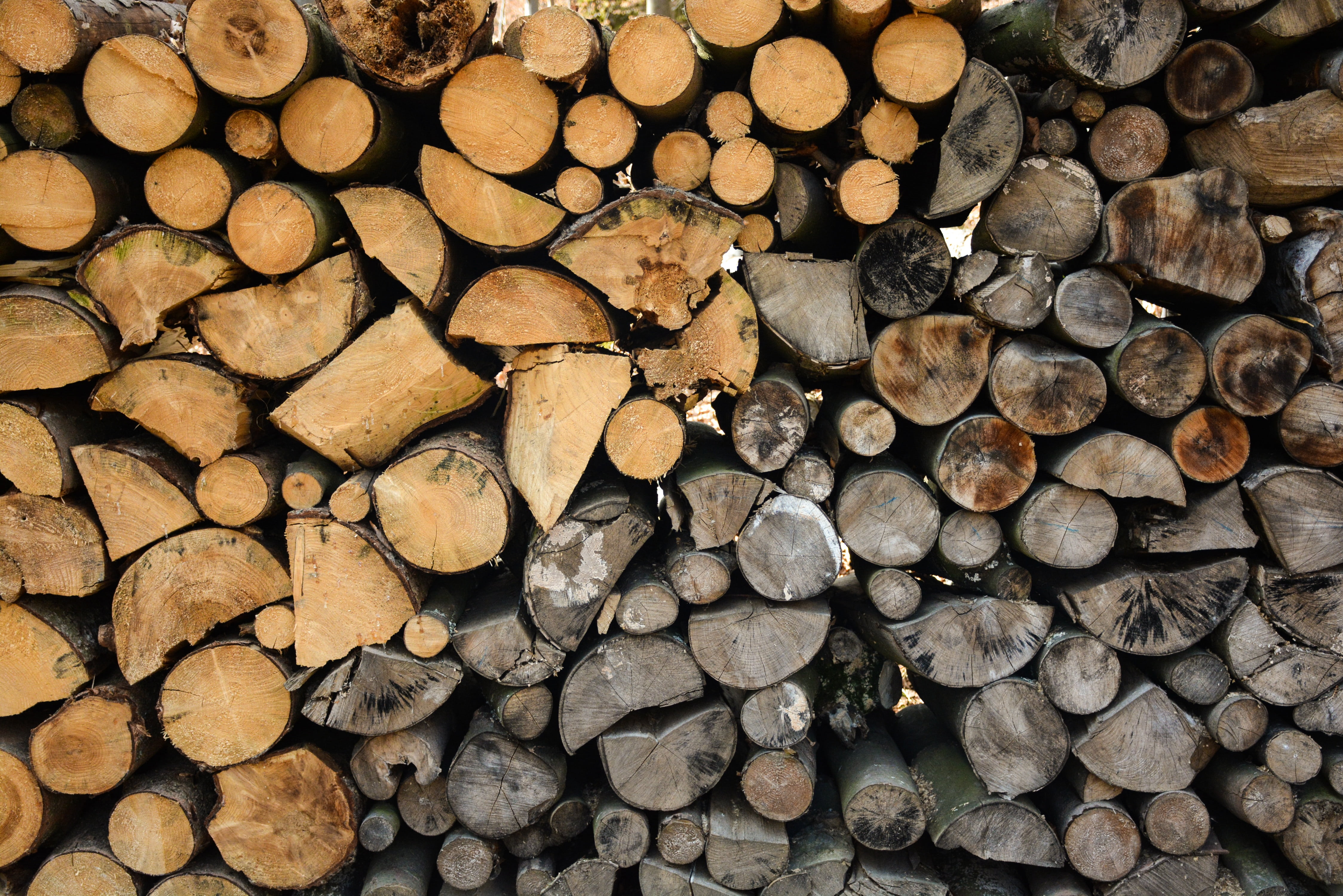 forest, wood - material, lumber industry, deforestation, woodpile, fuel and power generation, heap, tree, wood, full frame, the opposite, fossil fuel, 4K, HD Wallpaper