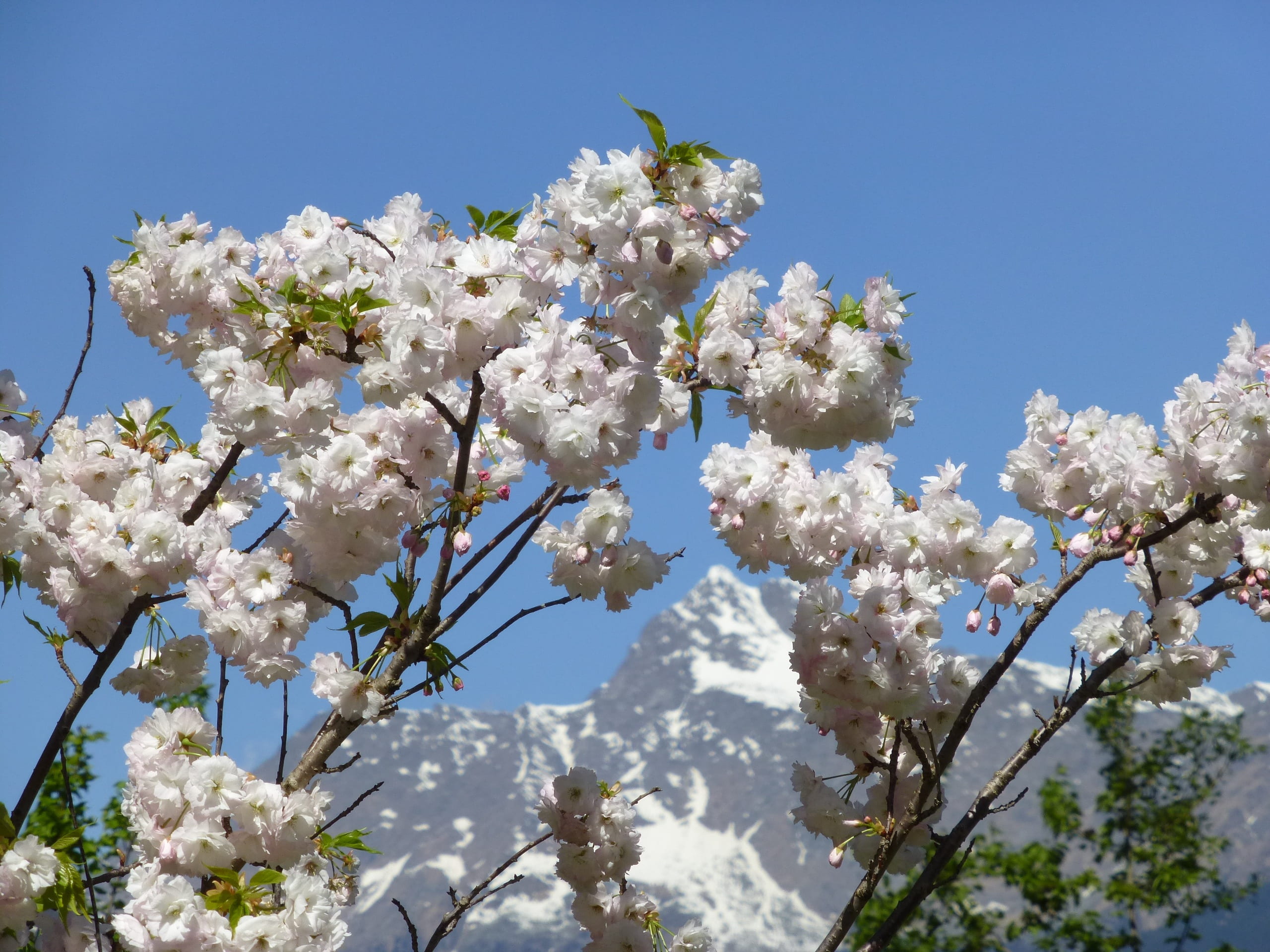 fragility, white color, mountain, outdoors, flower, opposition, low angle view, cherry blossom, snow, no people, flowering plant, 2K, nature, plant, vulnerability, HD Wallpaper