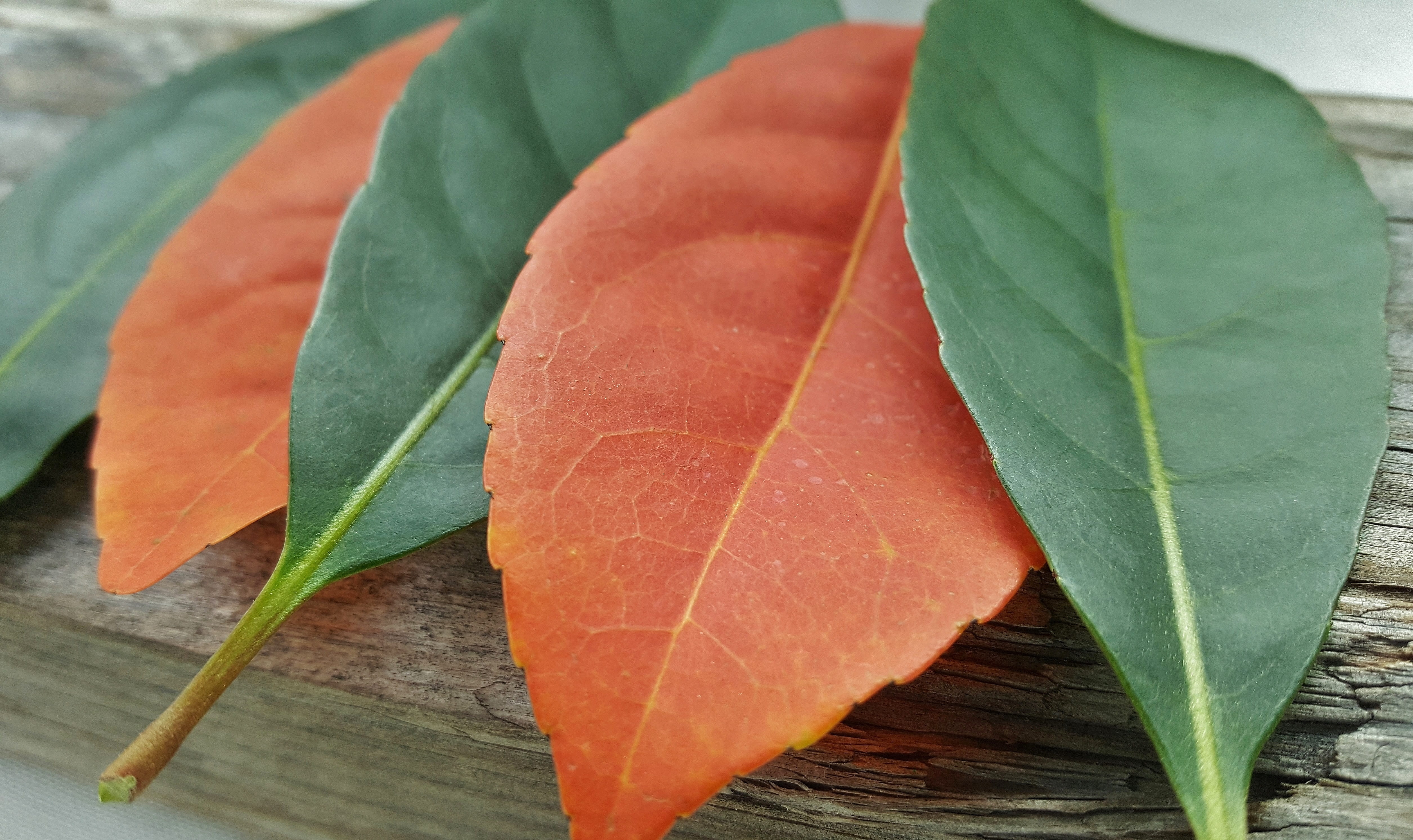 no people, food and drink, contrast, close-up, fall colors, arranged, fall, selective focus, leaves, opposite, fragility, five, high angle view, 4K, nature, HD Wallpaper