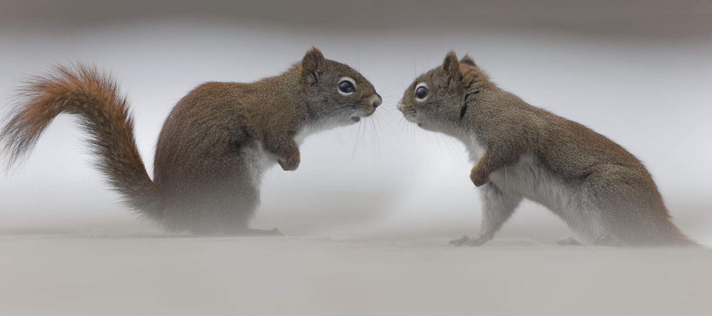 meeting, proteins, 1080P, the opposition, HD Wallpaper