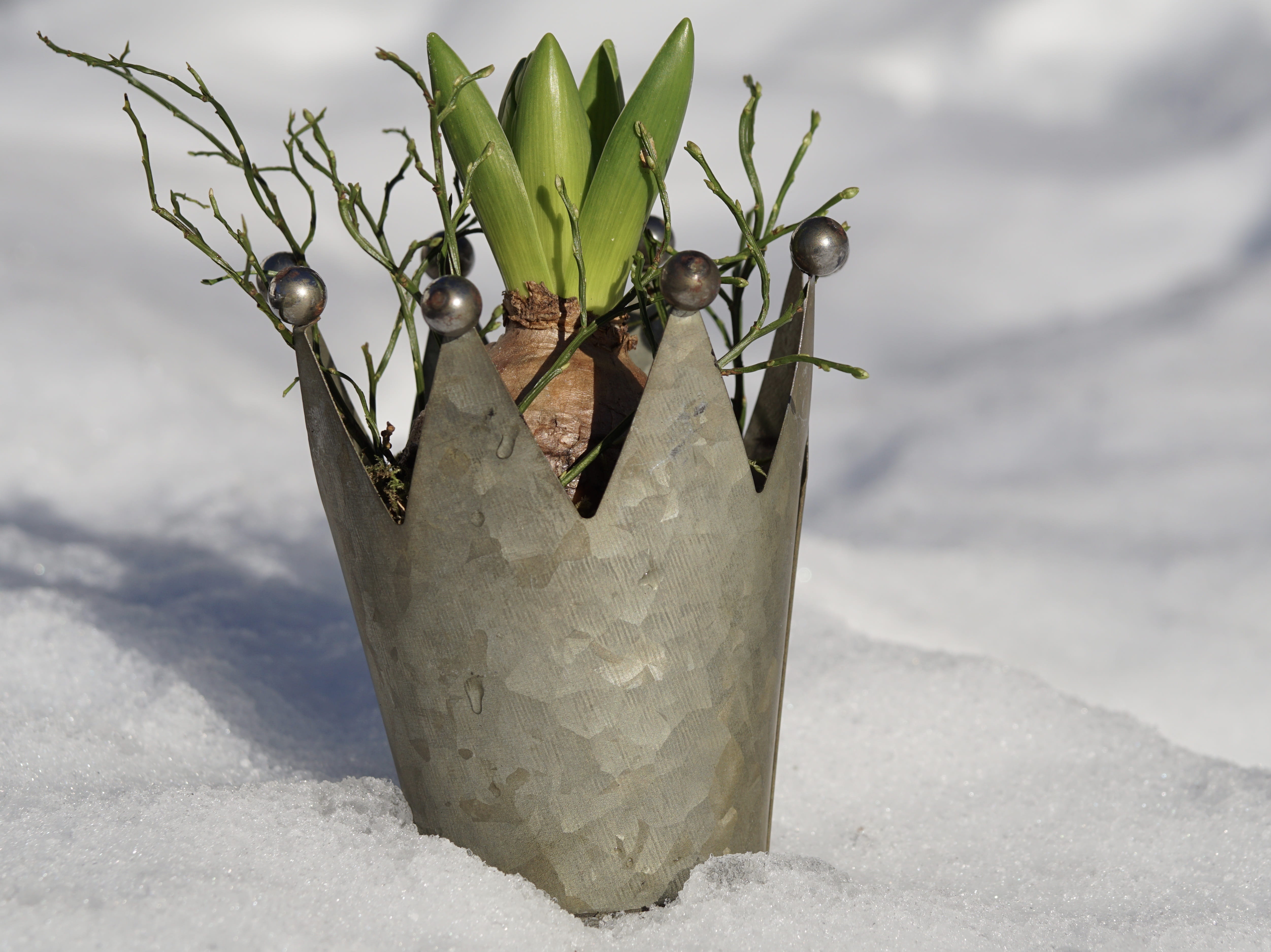 blowing, tuber, outdoors, harbinger of spring, atmospheric, beauty in nature, planted, grow, awakening, snow, hyacinth, longing, grass, live, food, plant part, HD Wallpaper