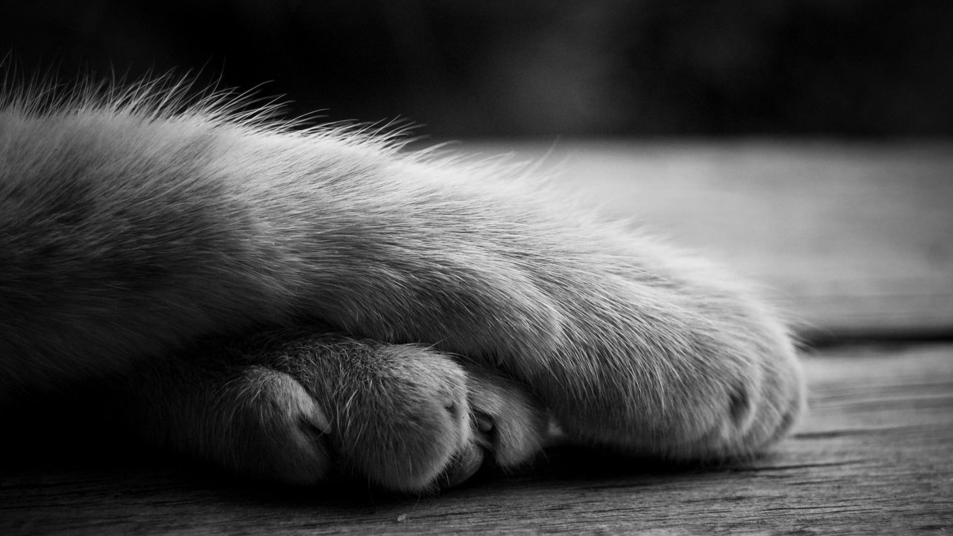one Animal, softness, black And White, lying down, feline, shadow, furry, mammal, domestic, relaxation, domestic Cat, animal body part, animal, vertebrate, HD Wallpaper
