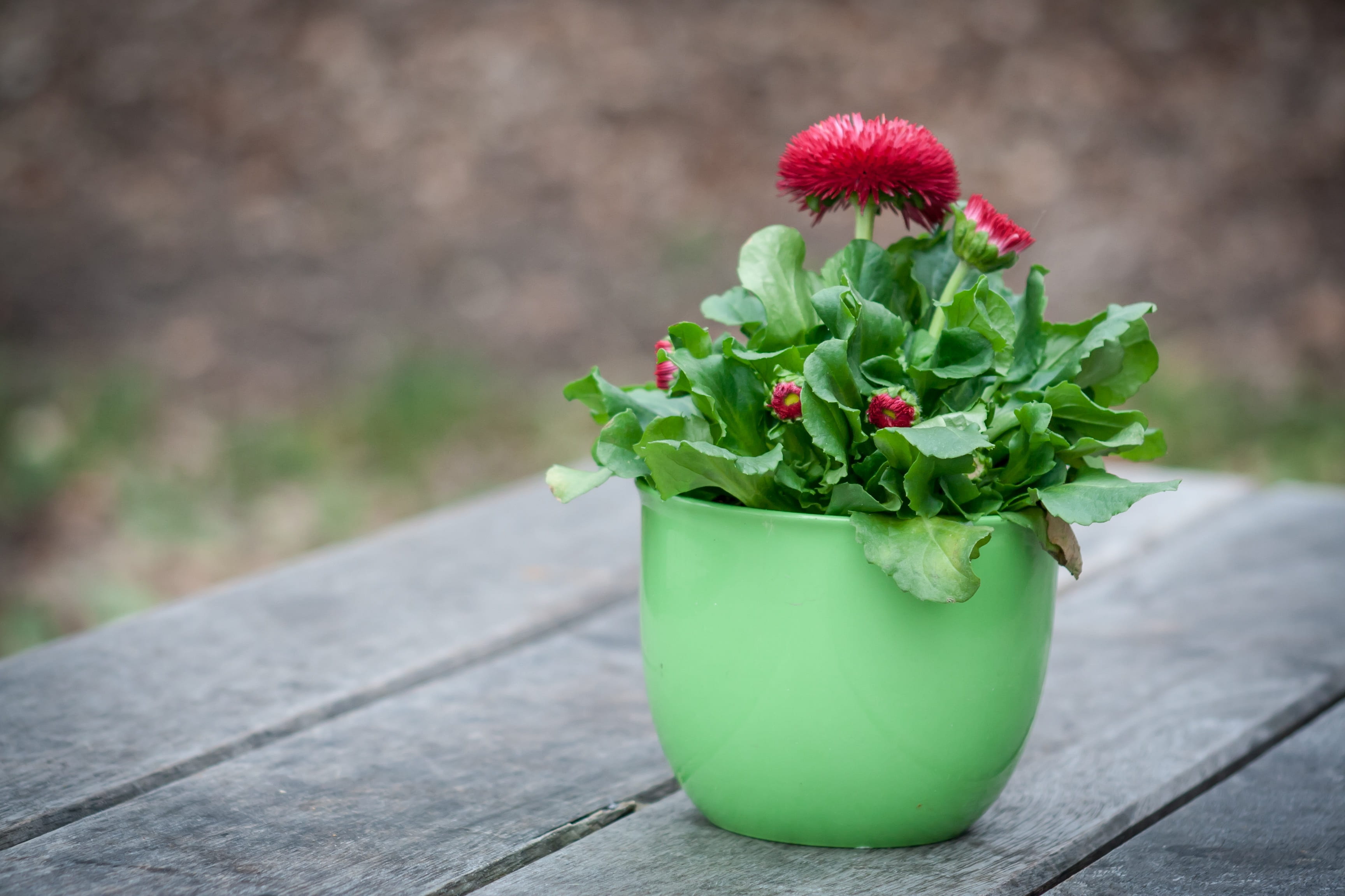 flower, beauty in nature, photography, summer, bouquet, pot, garden, wood, bloom, flowers, flowerpot, growth, flowering plant, flower arrangement, focus on foreground, HD Wallpaper