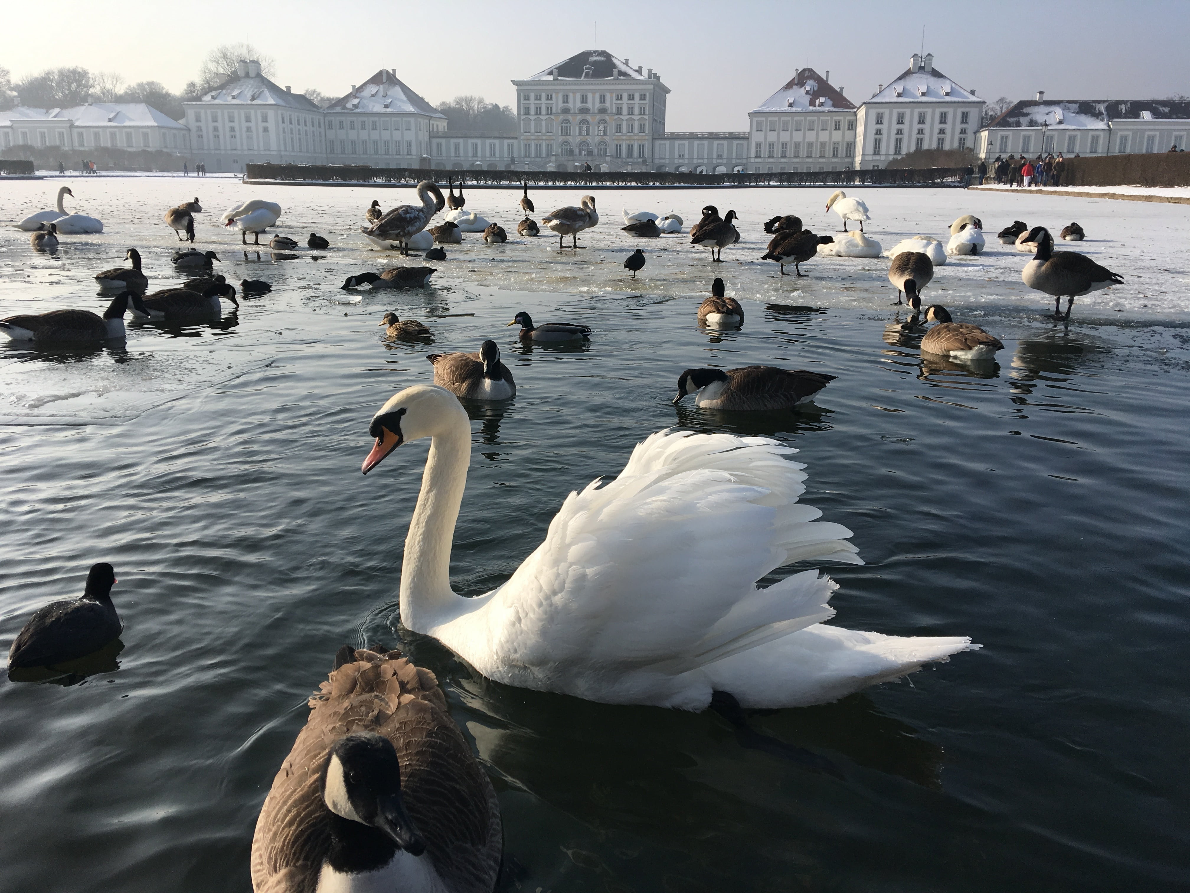 romantic, animal wildlife, large group of animals, swimming, architecture, nature, duck, day, swan, residence, garden, winter, sky, nymphenburg, places of interest, HD Wallpaper