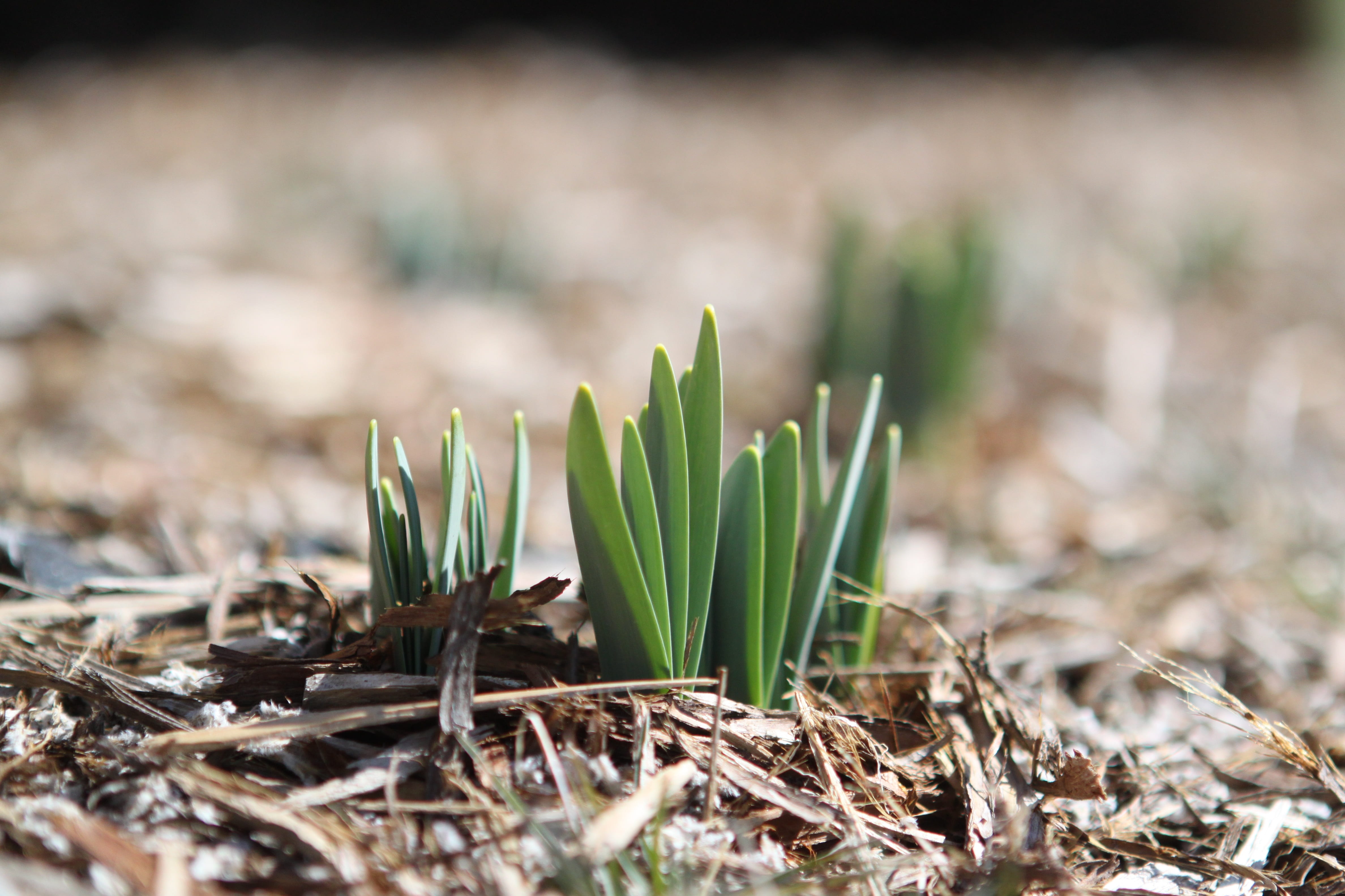 cultivate, photography, green, flower, growing, day, blooming, cultivation, outdoor, focus on foreground, close, april, nature, field, flowerbed, grass, HD Wallpaper