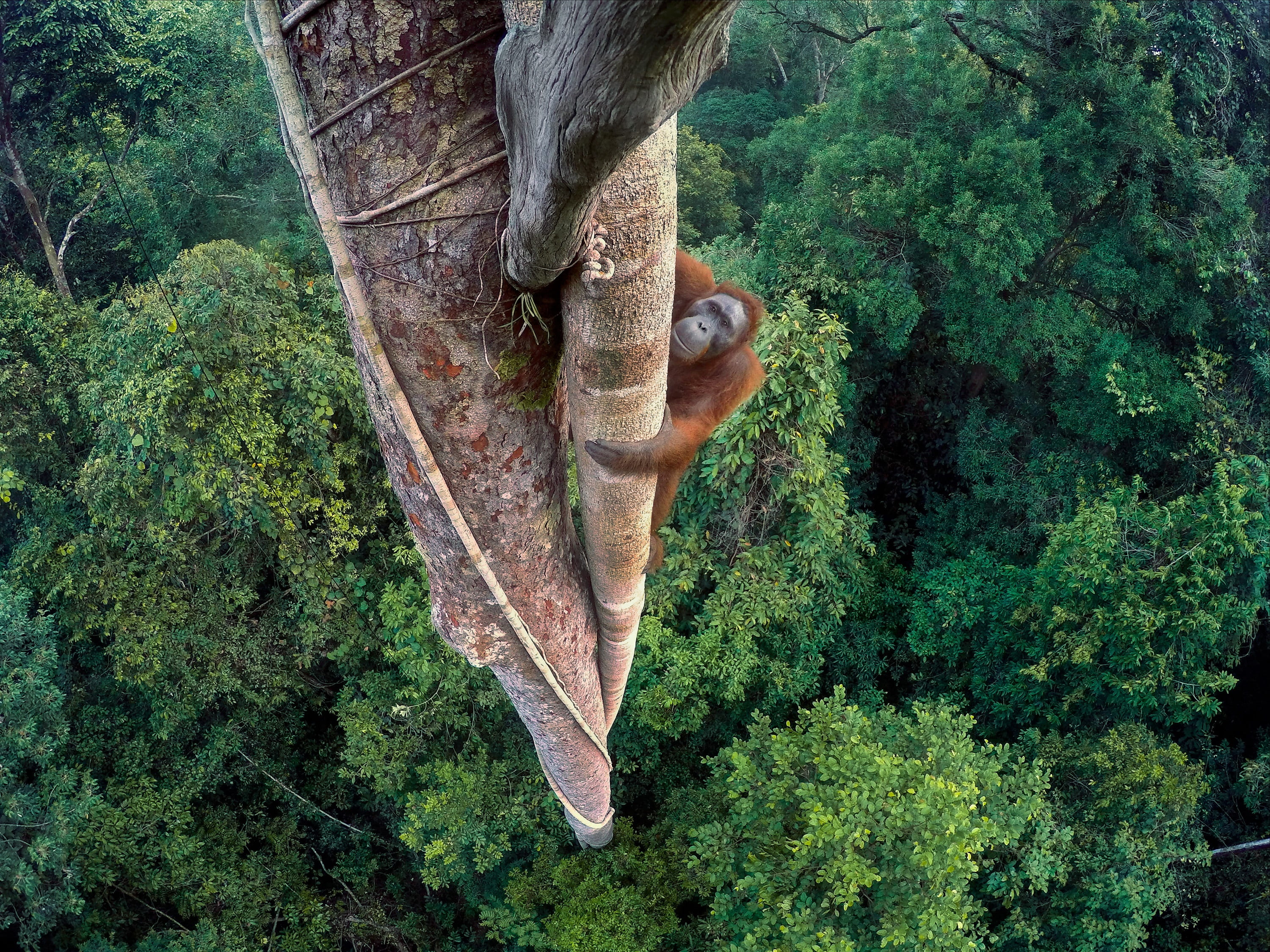 no people, plant part, forest, nature, gorilla, vertebrate, 2K, animal, tree, climbing, land, tree trunk, green, winner, high angle view, animals in the wild, HD Wallpaper