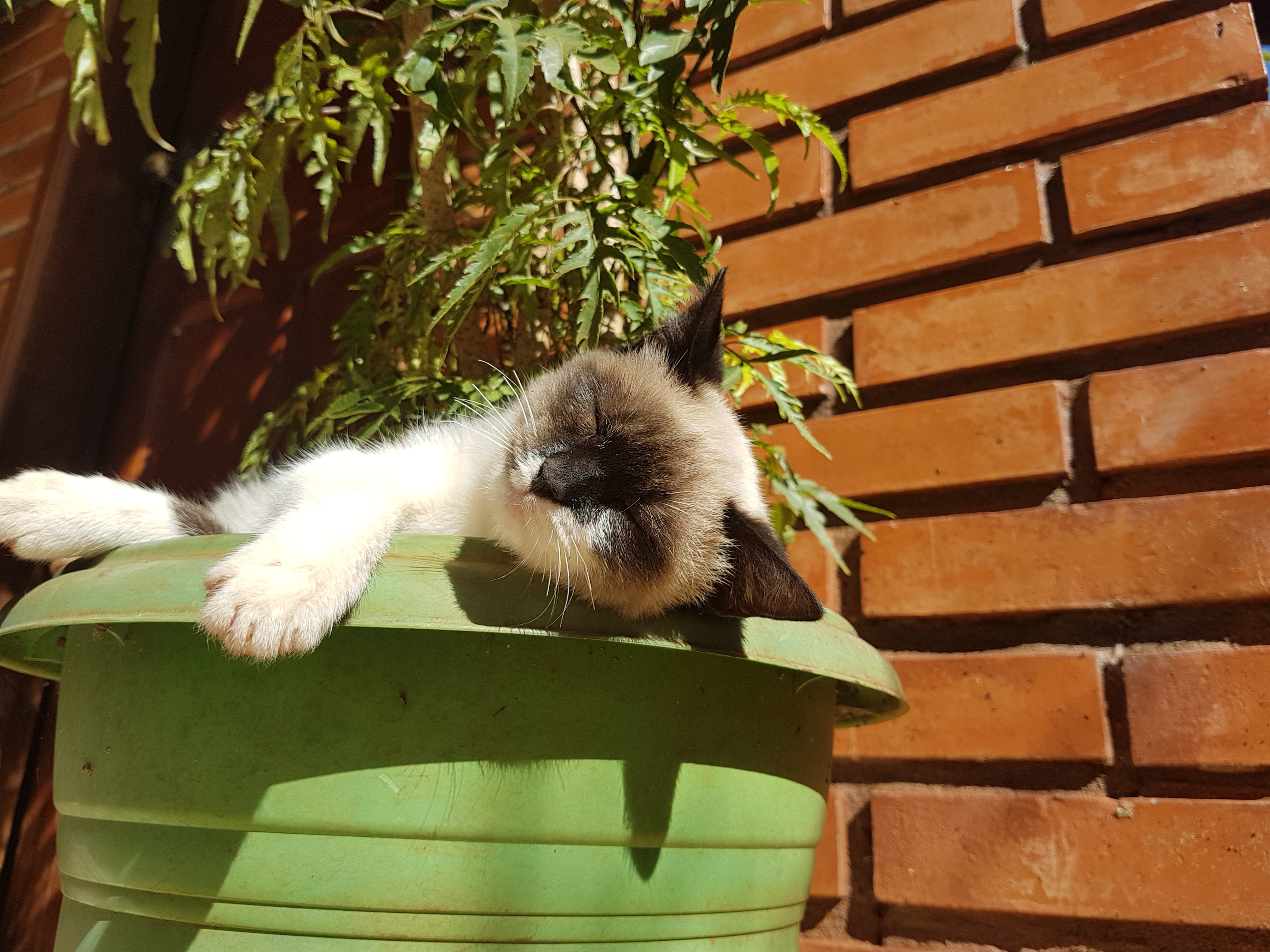 wall, small, Animal, domestic animals, outdoors, cute, pets, animal themes, Siamese, vertebrate, whisker, animals And Pets, nature, wall - building feature, HD Wallpaper