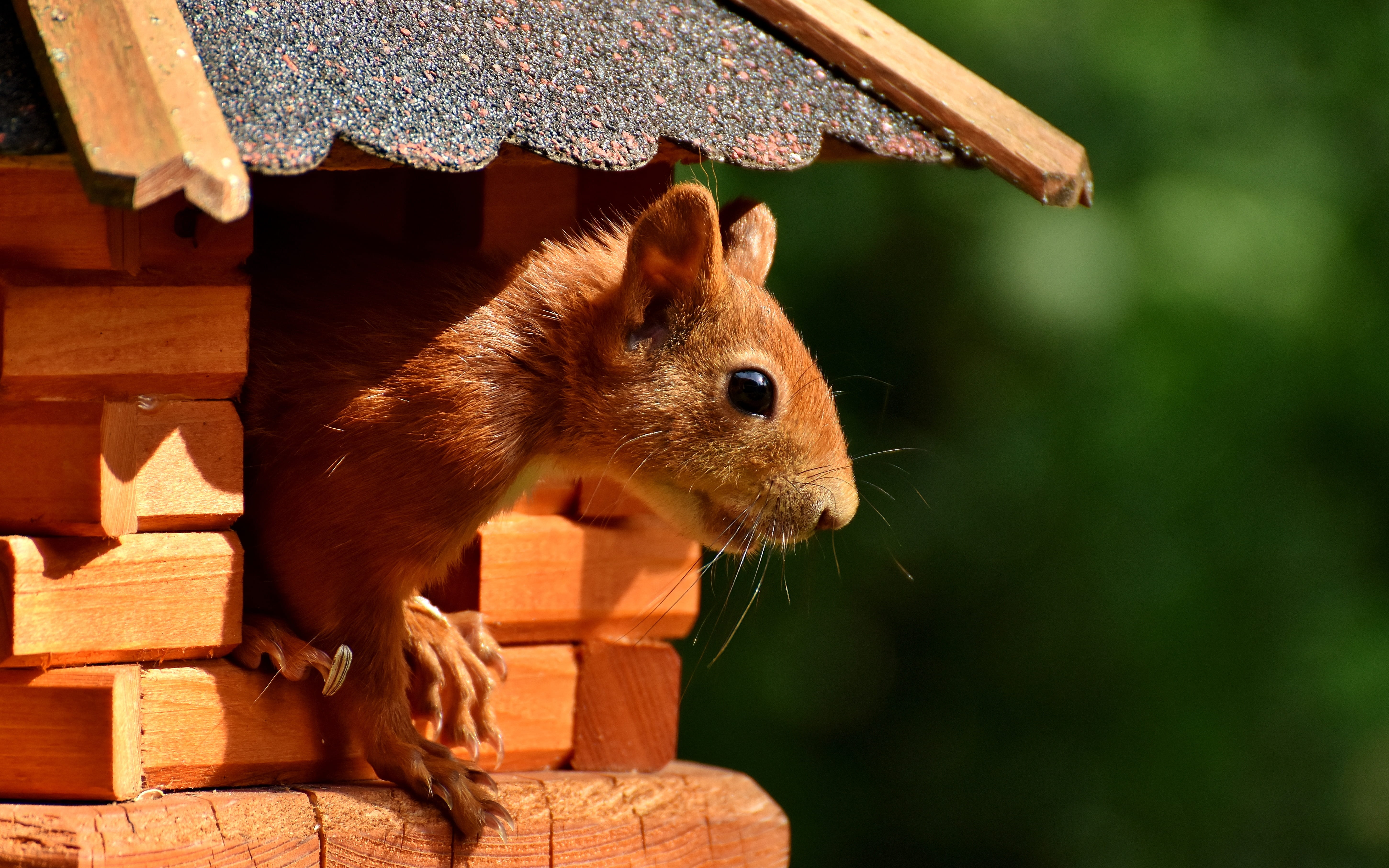 nager, nature, no people, animal, cute, small animal, animals And Pets, animal themes, brown, outdoors, pets, whisker, garden, day, 5K, close-up, wood - material, HD Wallpaper