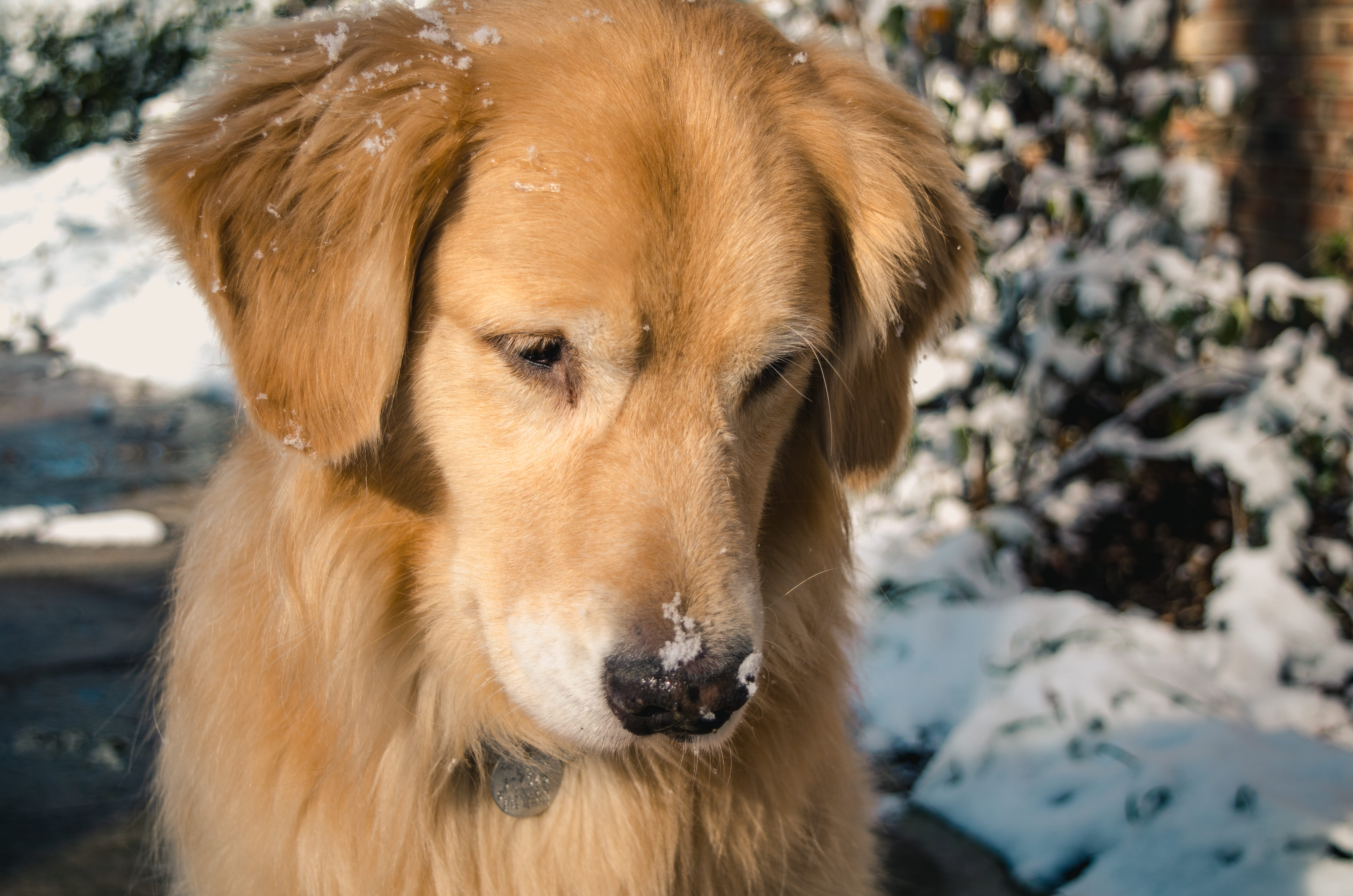 dog, purebred, snow, adult, one animal, retriever, day, nose, pet, eye, portrait, golden, color, brown, puppy, 4K, outdoors, no people, animal themes, HD Wallpaper