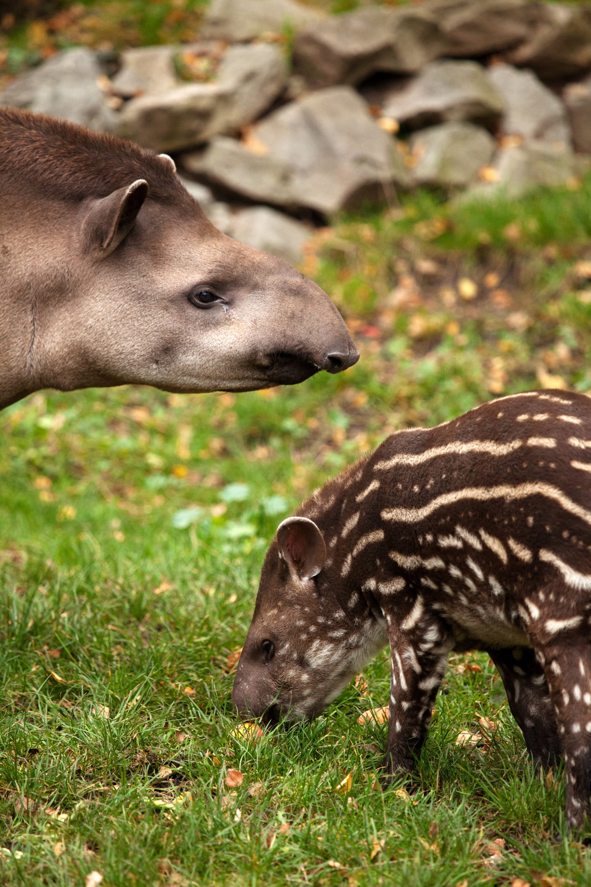 stripe, animals In The Wild, field, nature, Mammal, Brown, animal themes, Cute, no people, tapirus, side view, young, Animal, close-up, profile view, focus on foreground, Phone HD Wallpaper