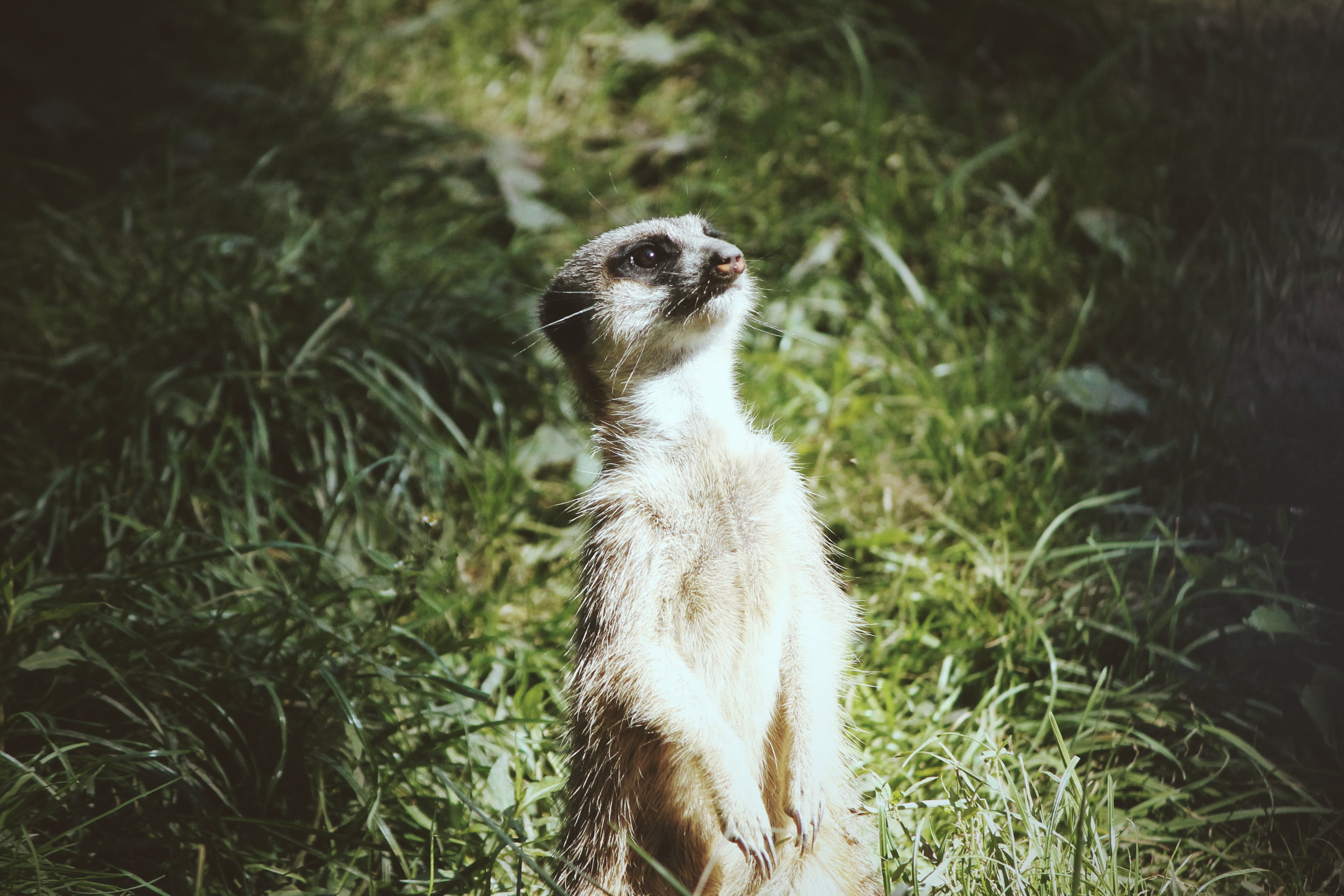 outdoors, mammal, land, vertebrate, standing, animal themes, no people, whisker, meerkat, nature, grass, focus on foreground, animal, 4K, brown, looking away, HD Wallpaper
