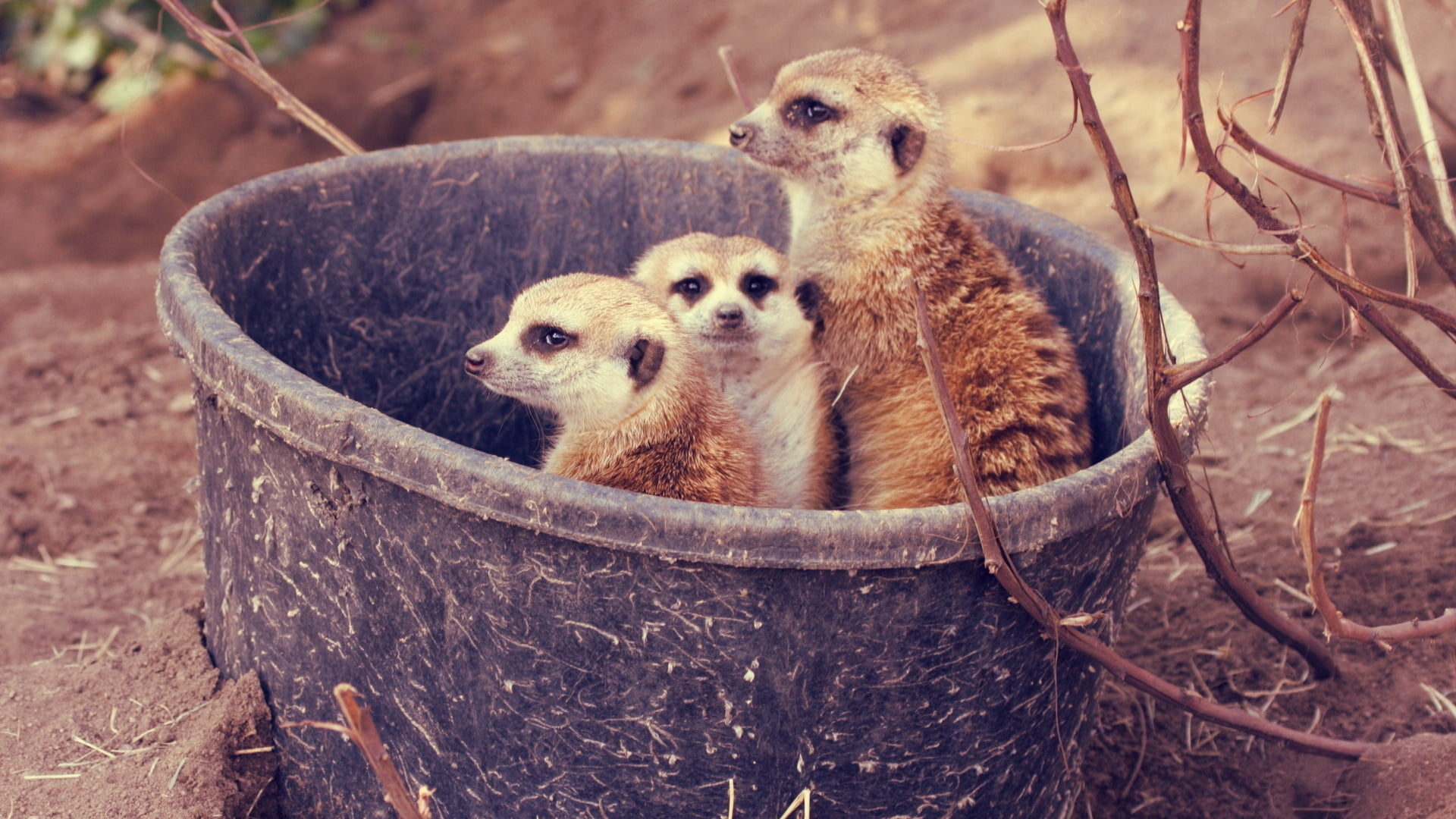 branch, bucket, group of animals, meerkat, focus on foreground, two animals, looking at camera, no people, meerkats, animal themes, animal, 1080P, nature, HD Wallpaper