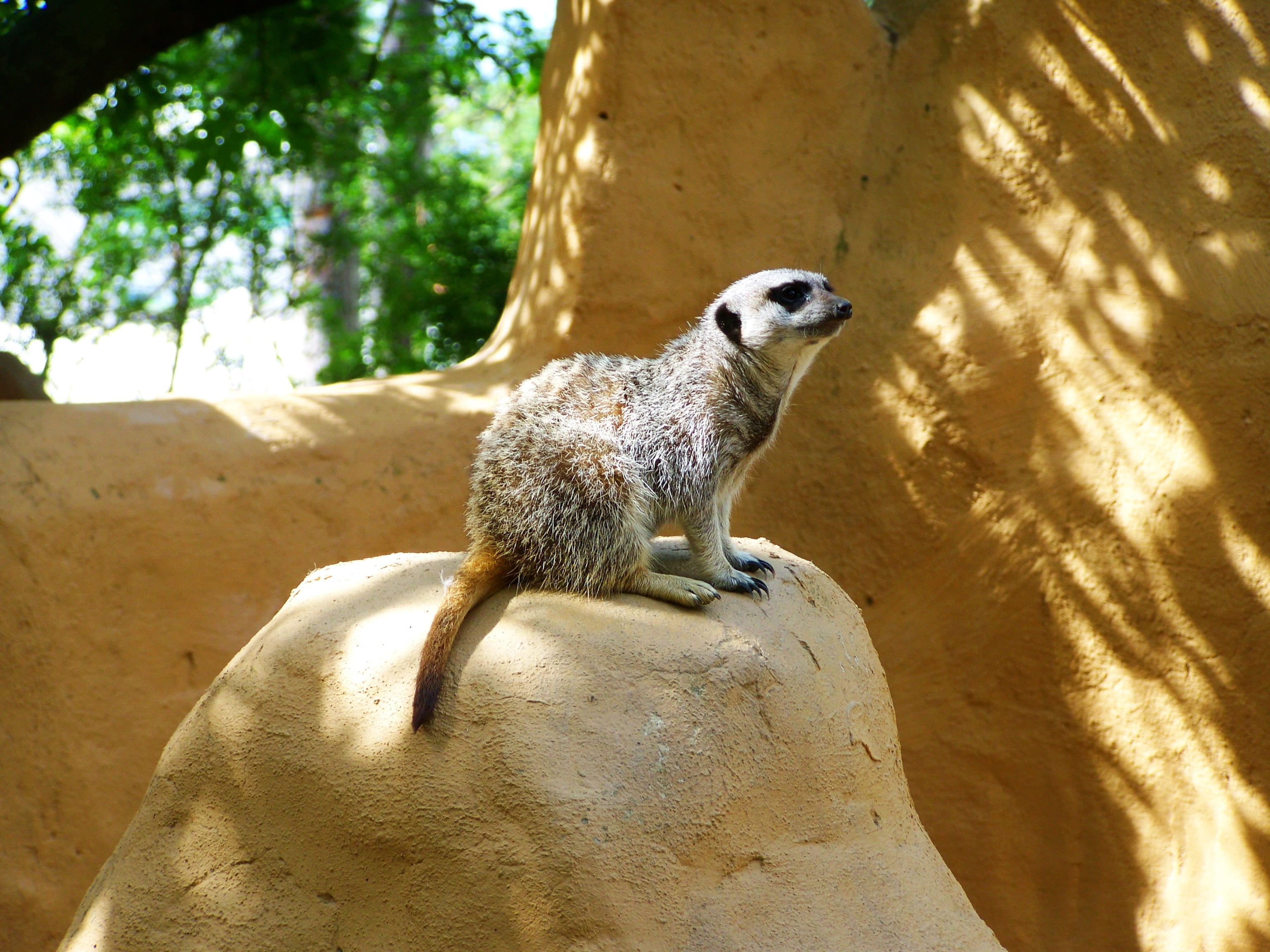 mammal, vertebrate, sunlight, animals in the wild, sitting, hill, brown, shadow, sit, outdoors, lemur, one animal, animal themes, meerkat, 2K, day, no people, HD Wallpaper