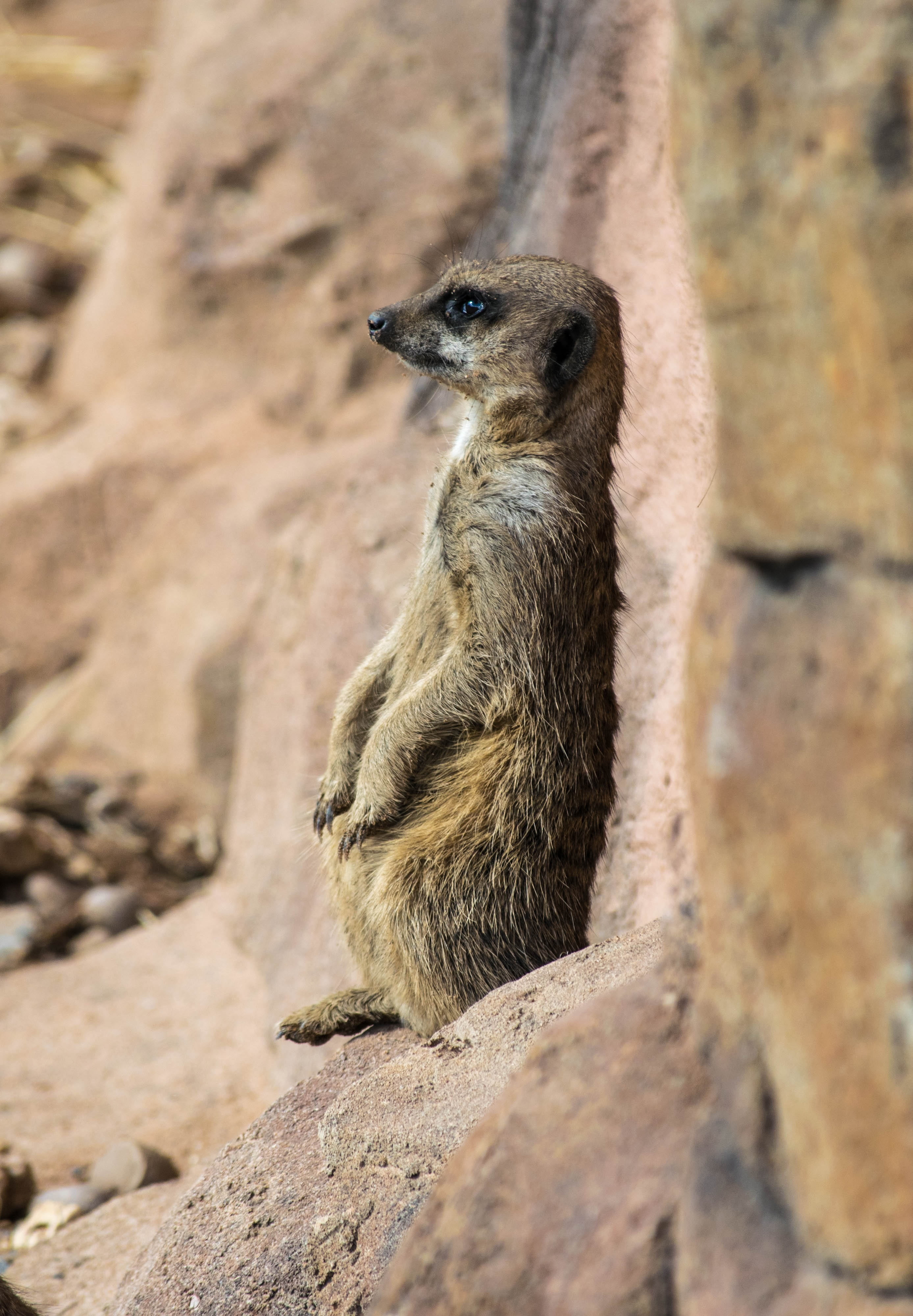 animals in the wild, day, looking away, animal themes, rock - object, solid, wildlife, outdoors, animal, one animal, 4K, close-up, zoo, looking, meerkat, Phone HD Wallpaper